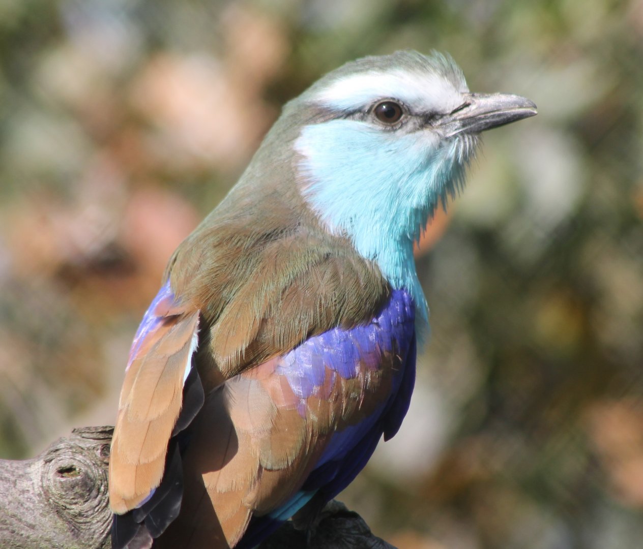 Racket-tailed roller