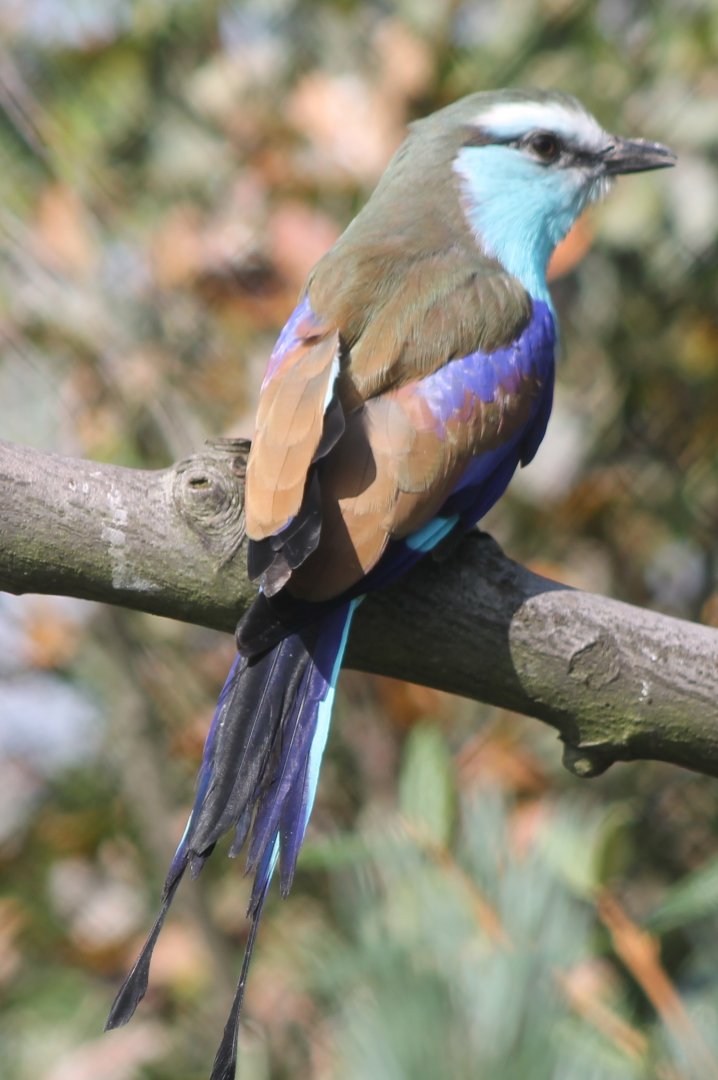 Racket-tailed roller