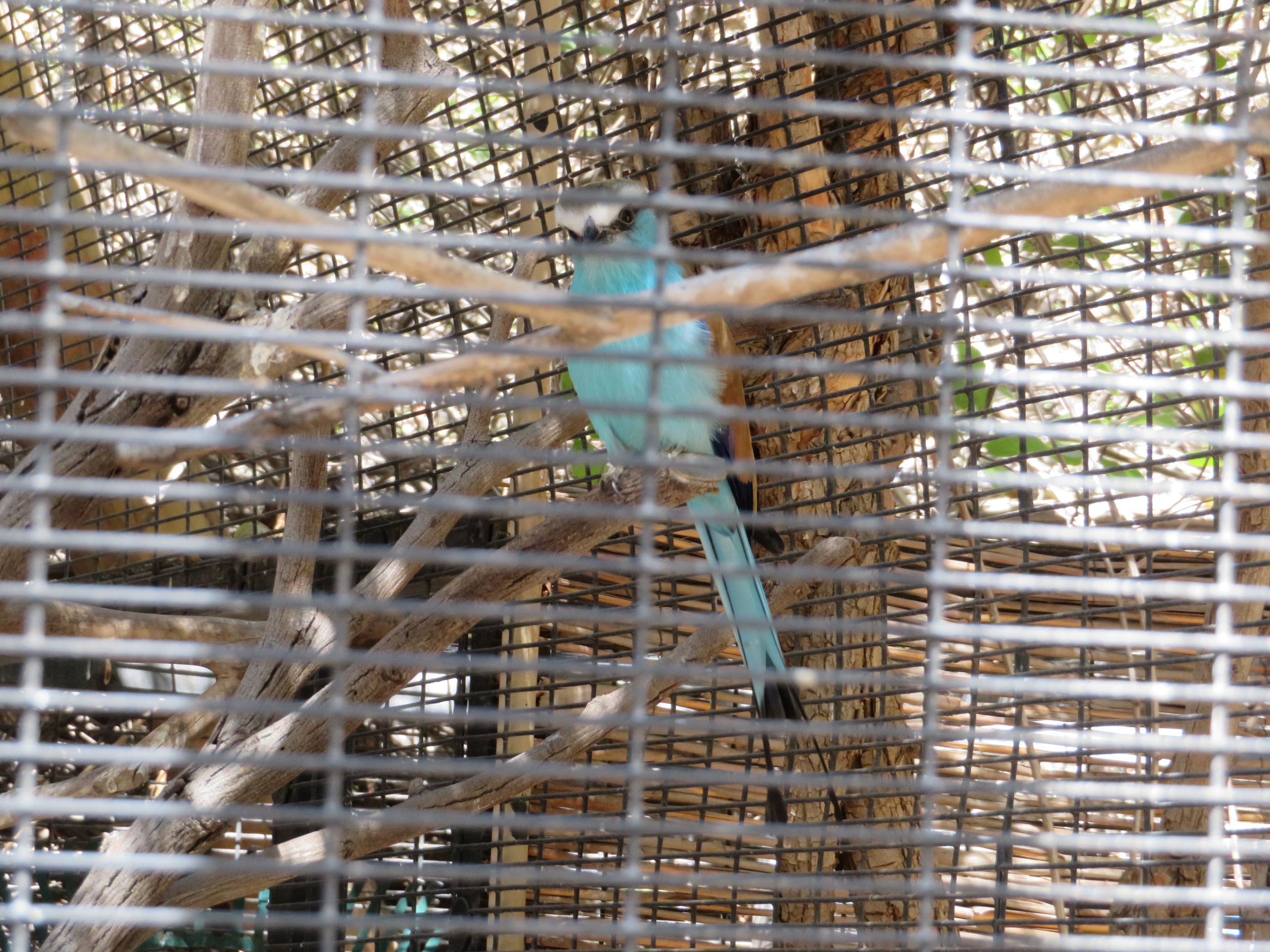 Racket-tailed Roller