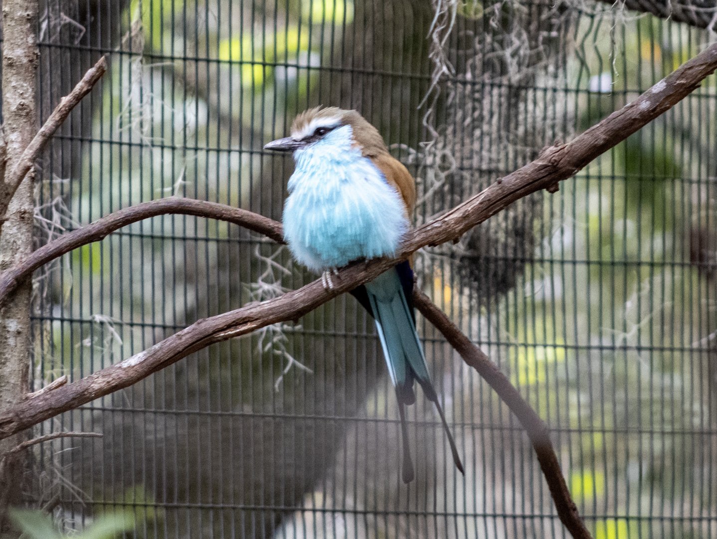 Racket-tailed Roller