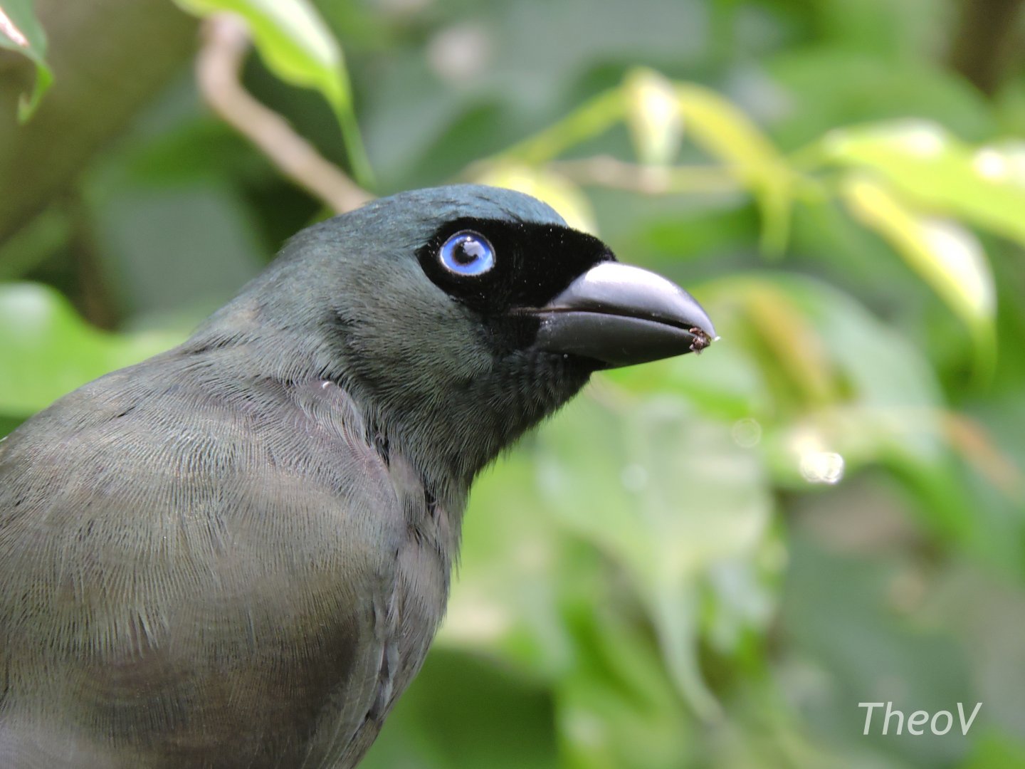 Racket-tailed treepie [2016]