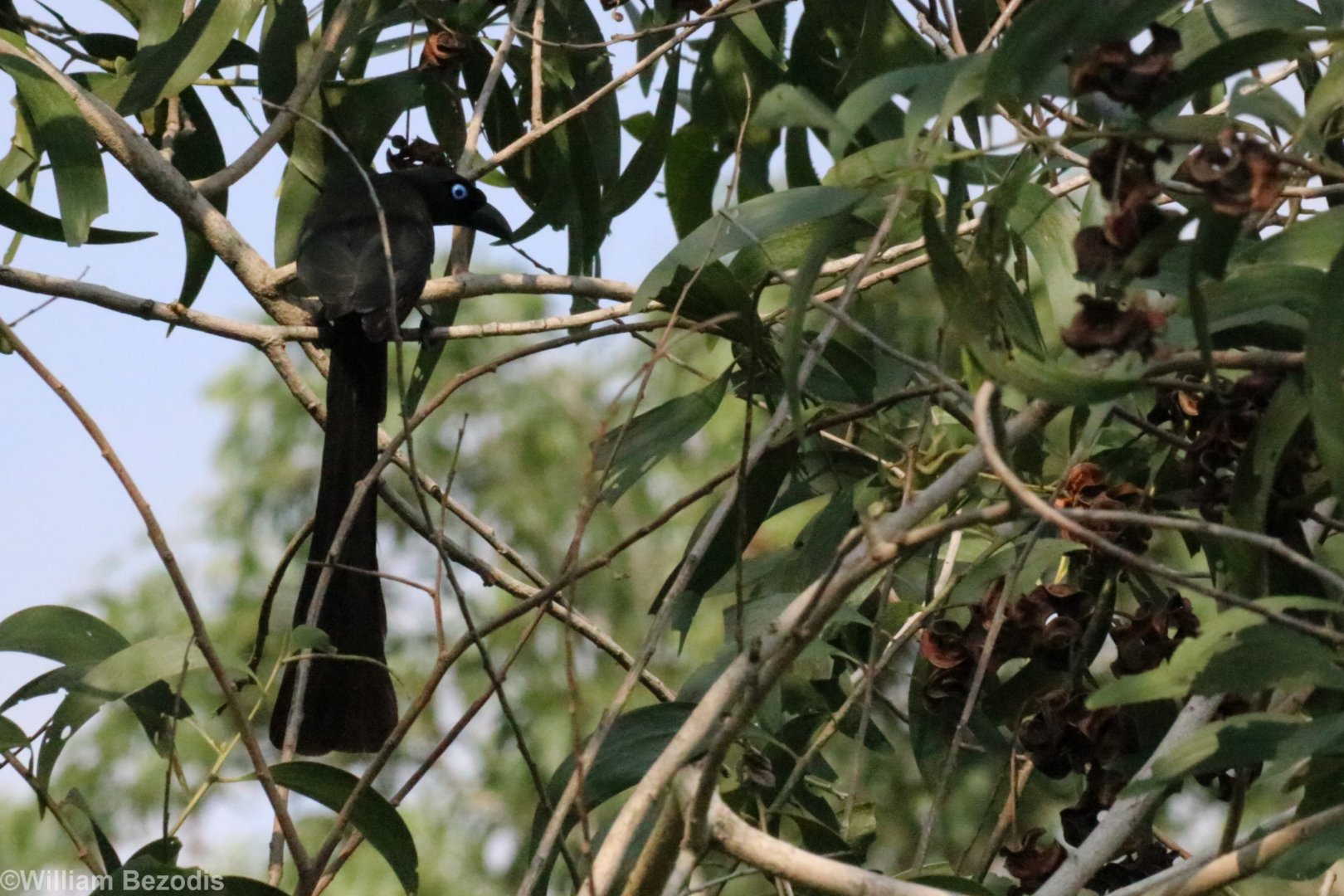 Racket-tailed Treepie - Bang Pra Non-hunting Area
