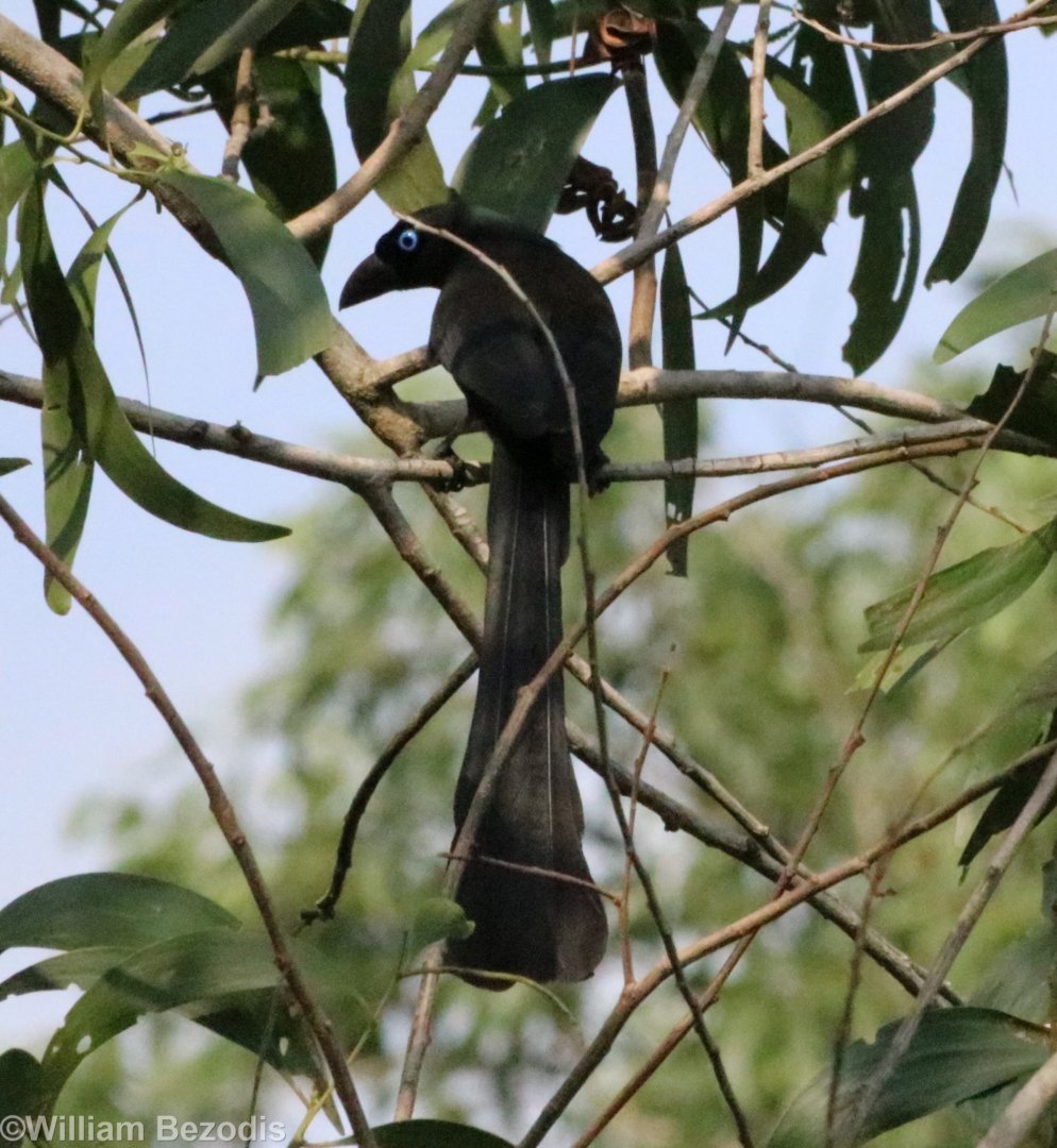 Racket-tailed Treepie - Bang Pra Non-hunting Area