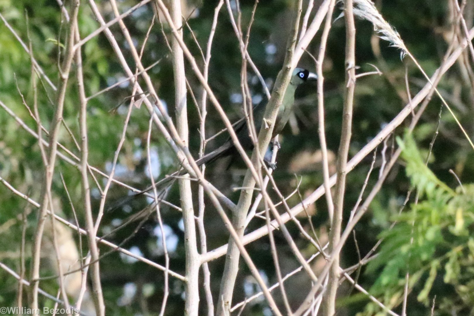 Racket-tailed Treepie - Bang Pra Non-hunting Area