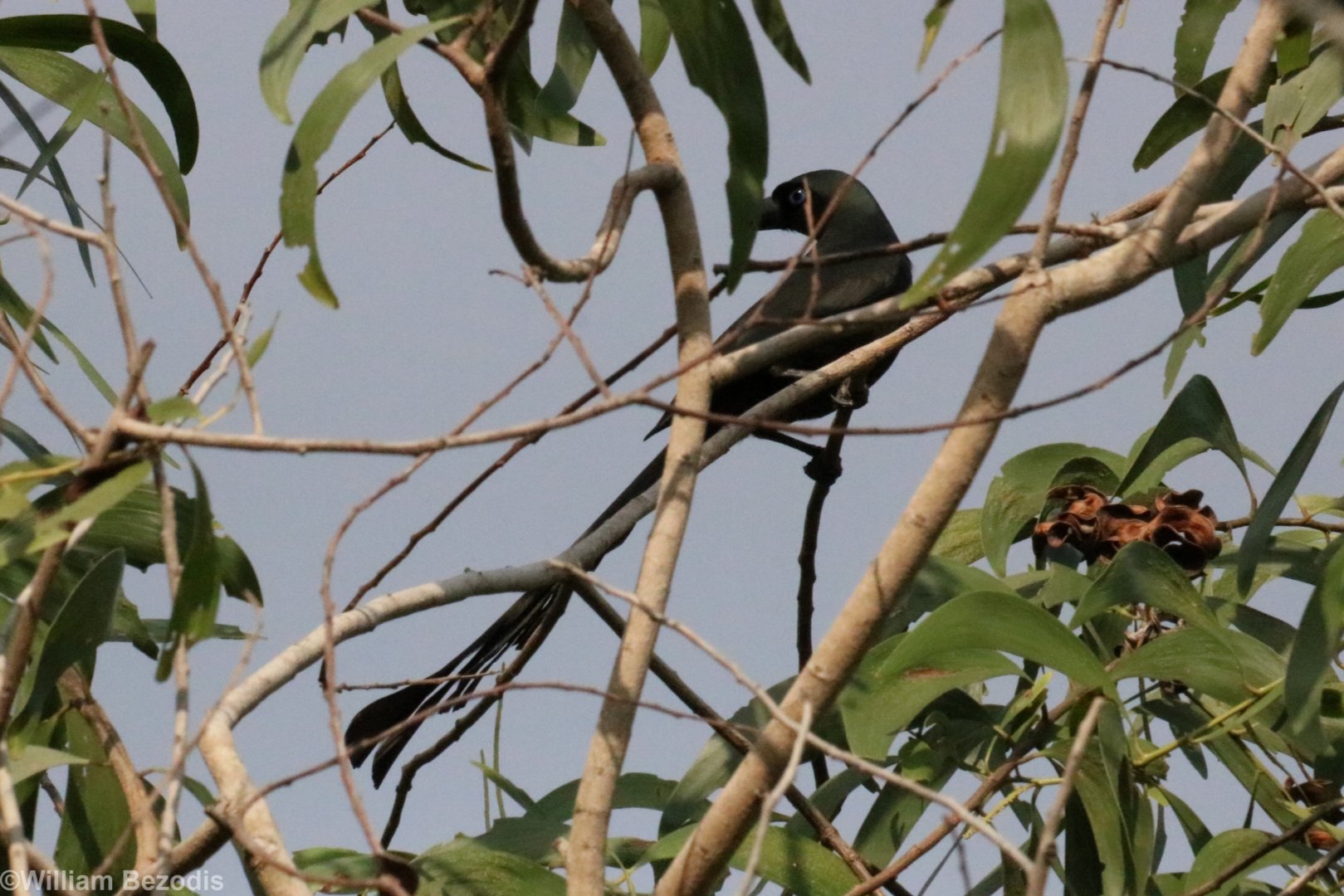 Racket-tailed Treepie - Bang Pra Non-hunting Area