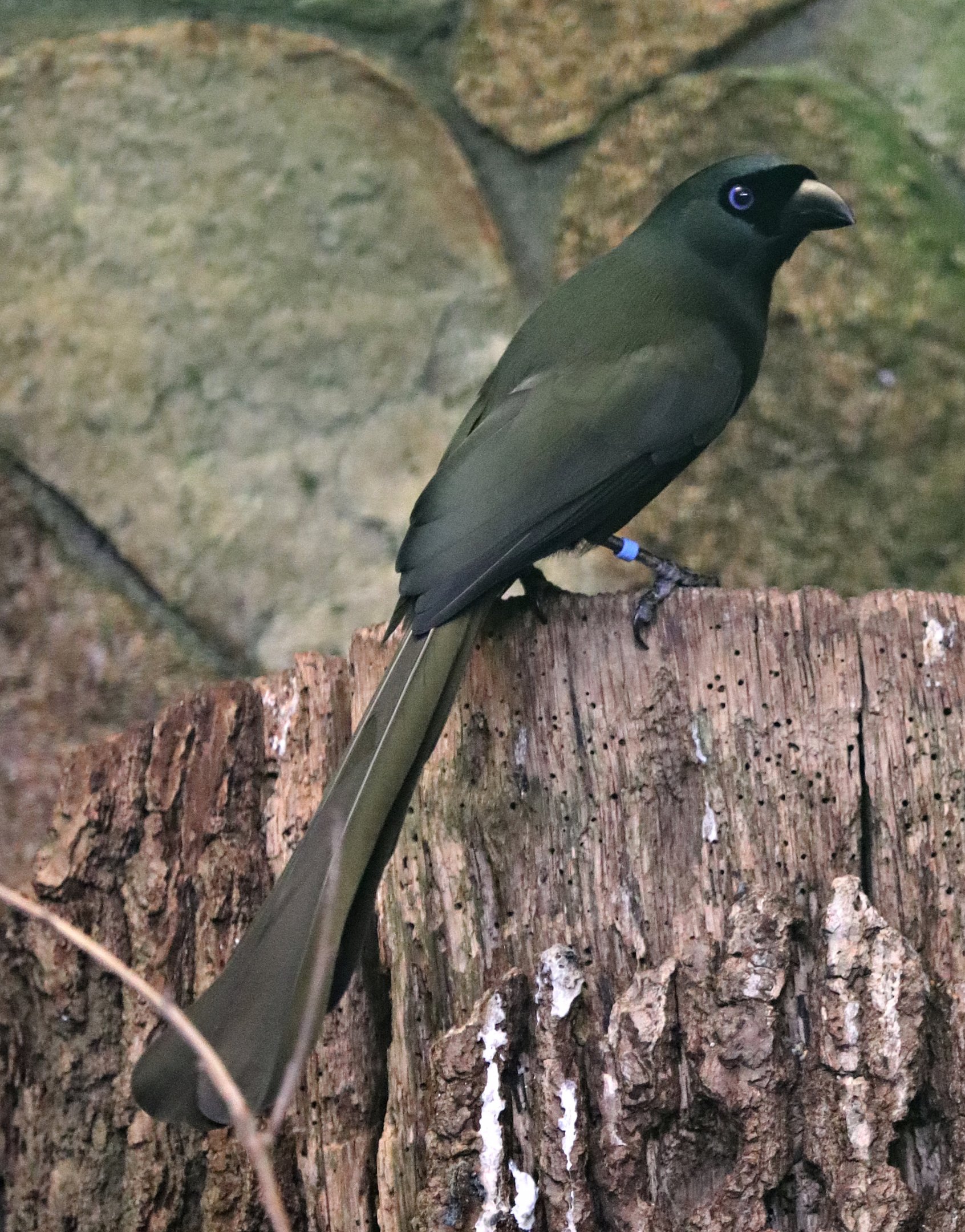 Racket-tailed treepie (Crypsirina temia) - Paradieshalle