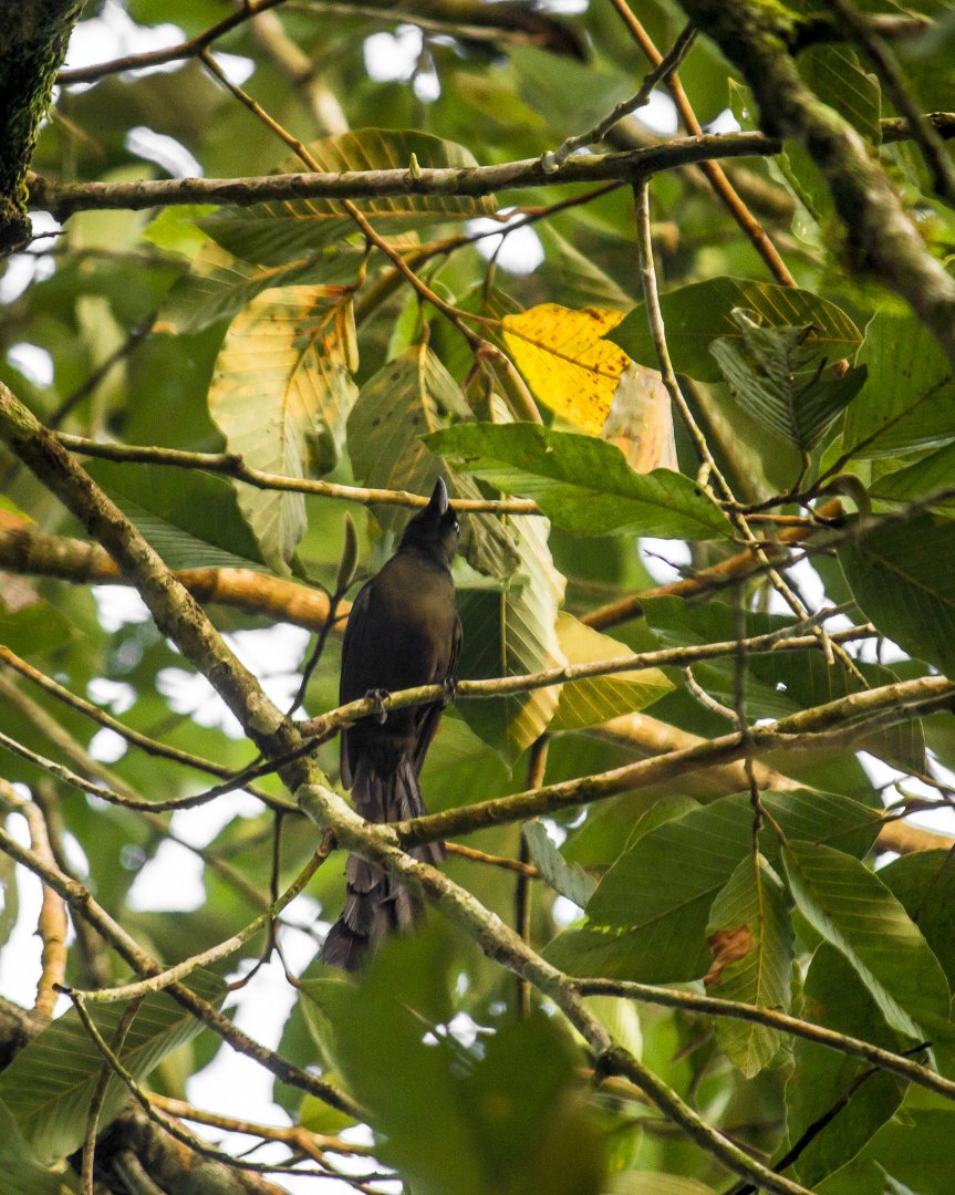 Racket-tailed treepie, Crypsirina temia