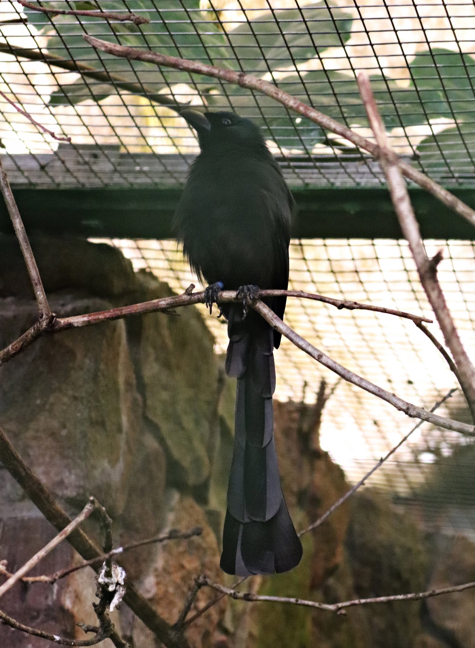 Racket-tailed treepie (Crypsirina temia)