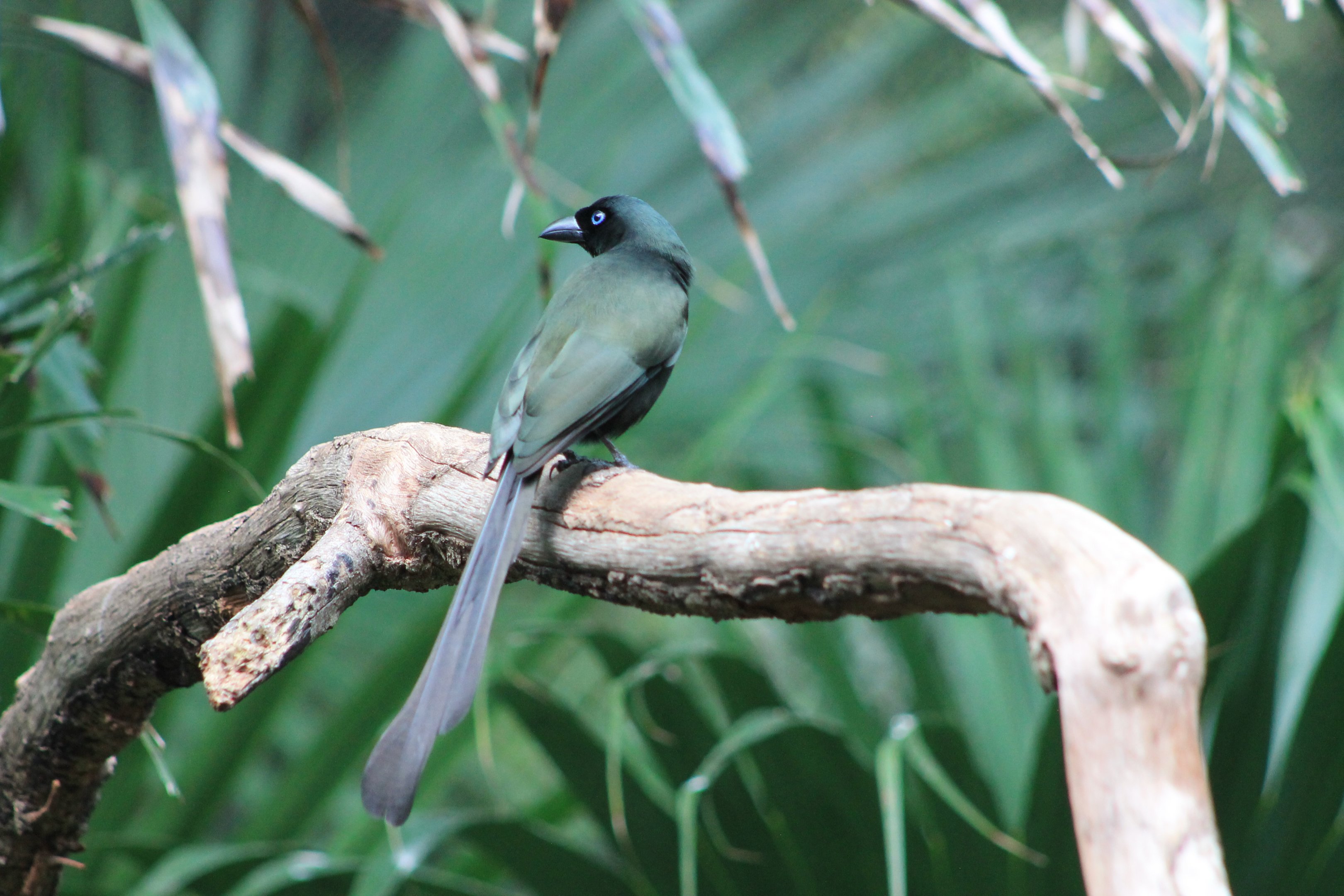 Racket-tailed Treepie (Crypsirina temia)