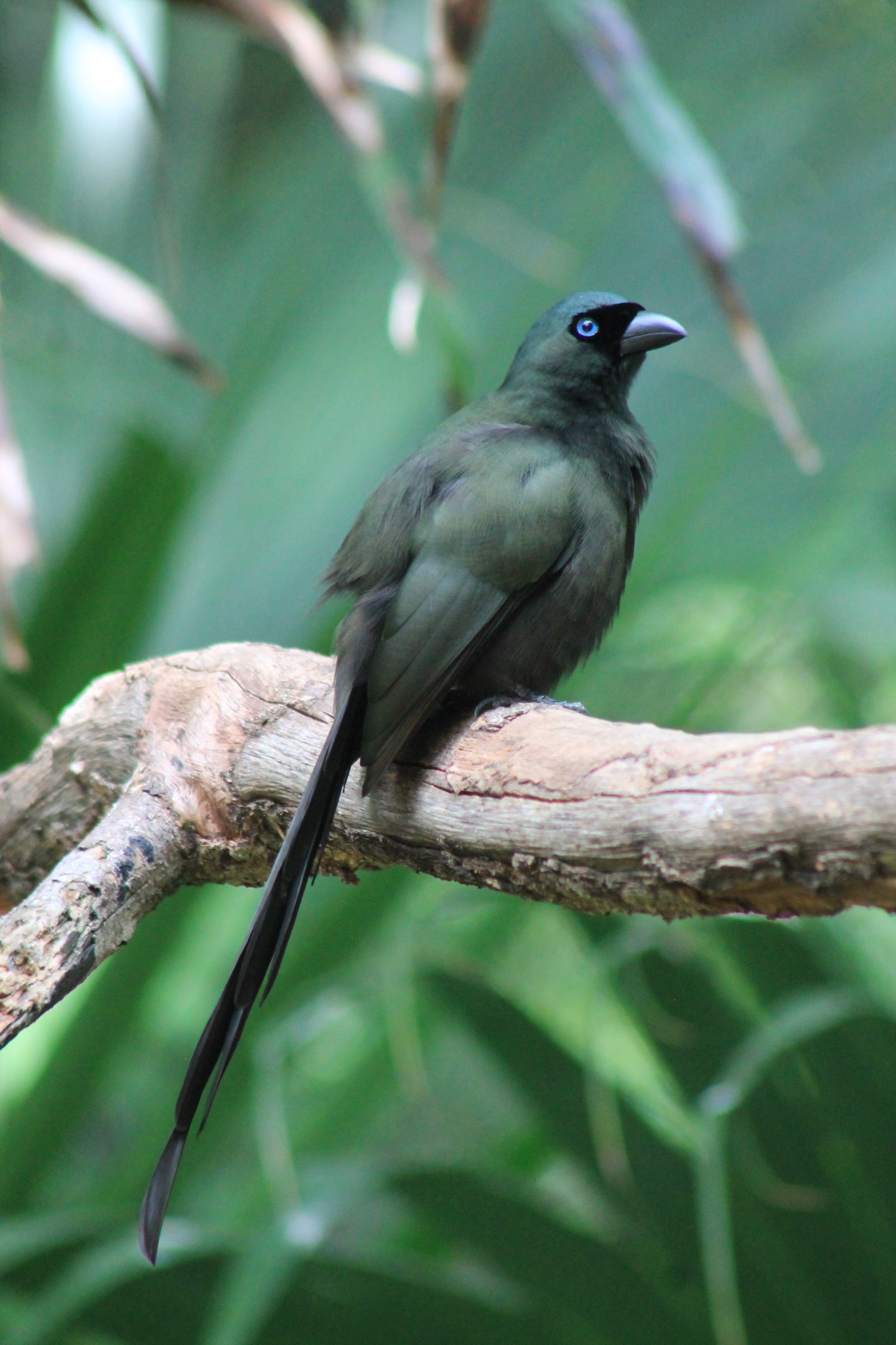 Racket-tailed Treepie (Crypsirina temia)