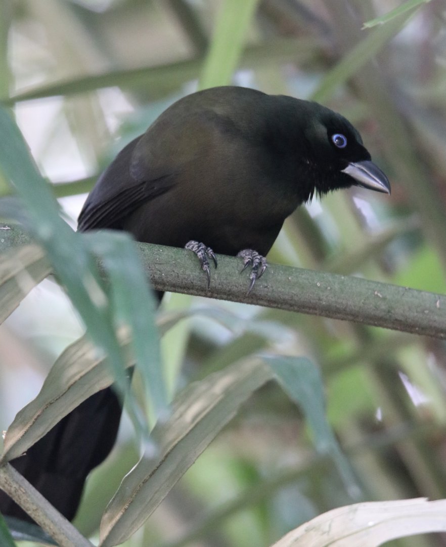 Racket-tailed Treepie (Crypsirina temia)