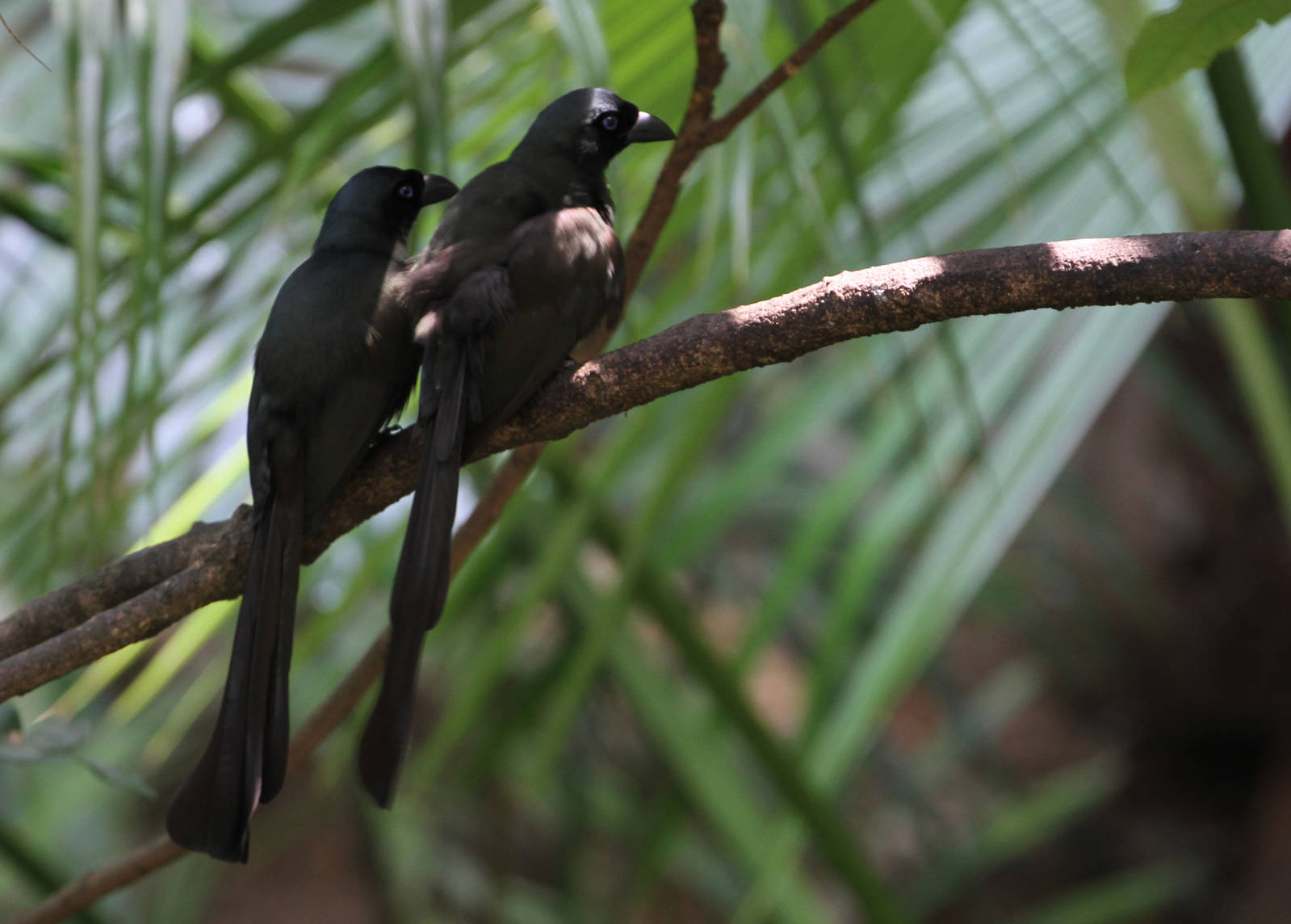 Racket-tailed Treepie