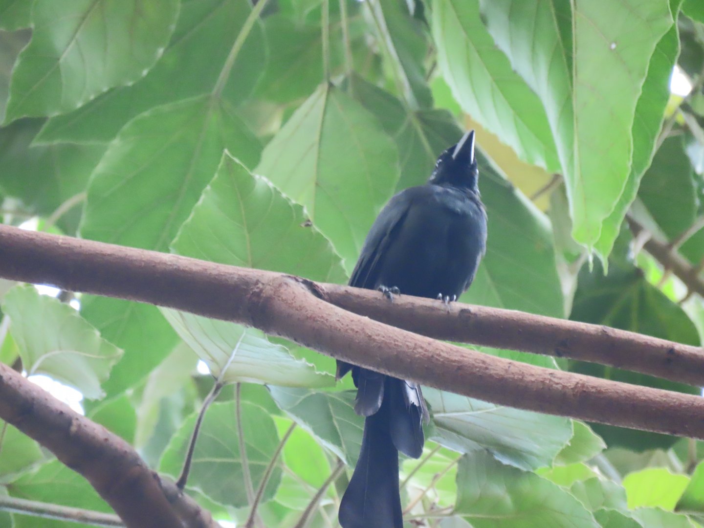 Racket-tailed treepie