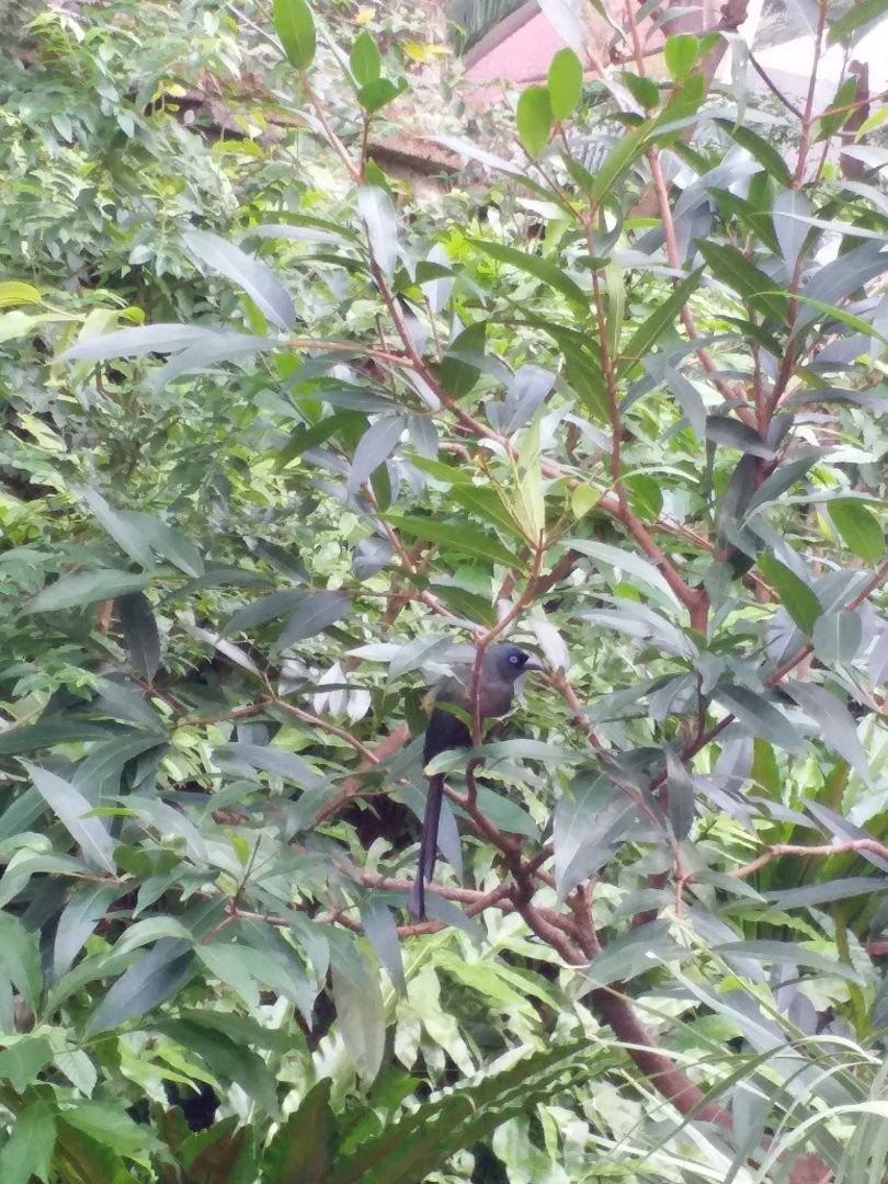 Racket tailed treepie