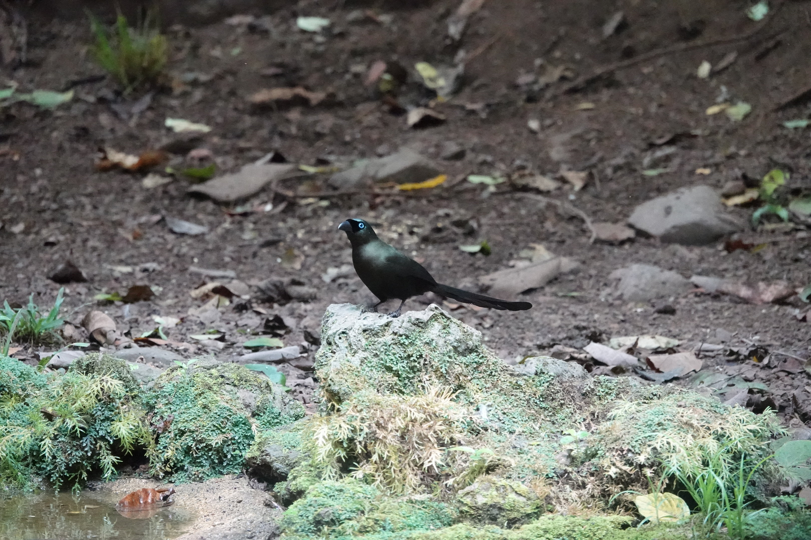 Racket-tailed Treepie