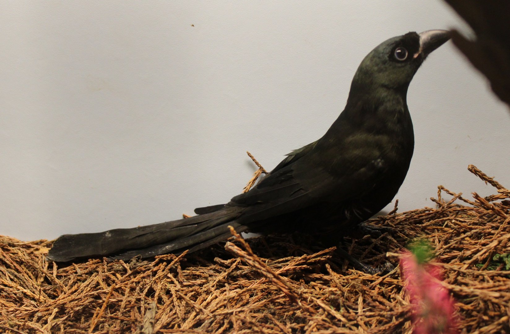 Racket-tailed treepie