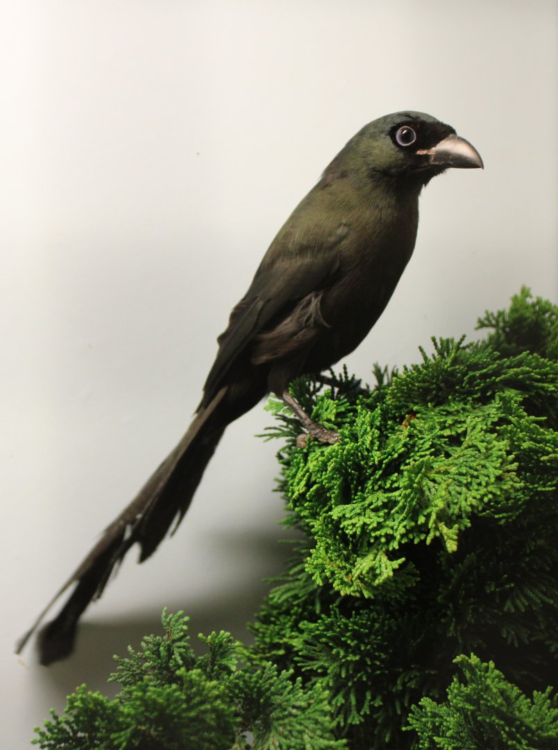 Racket-tailed treepie