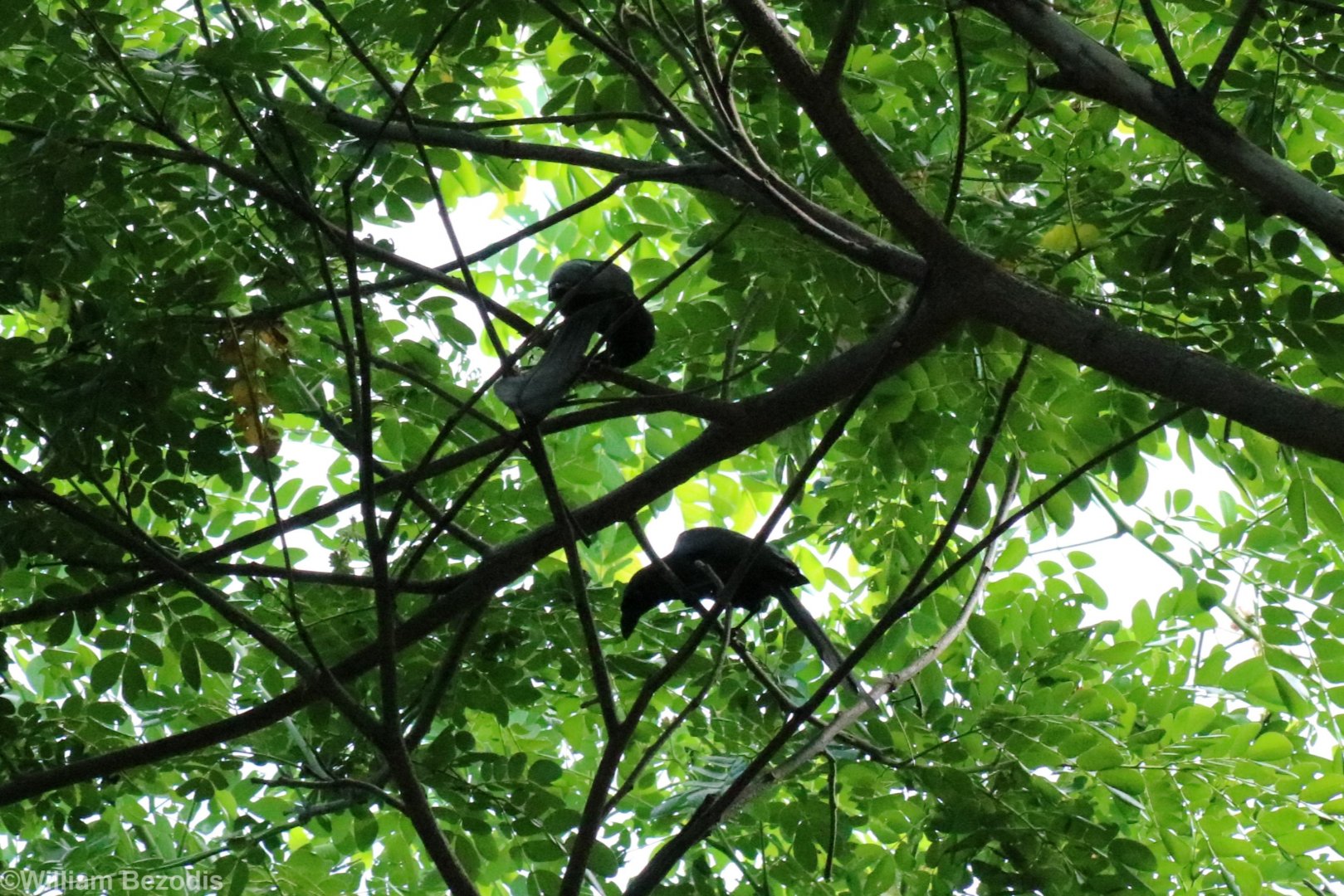 Racket-tailed Treepies - Bang Pra Non-hunting Area