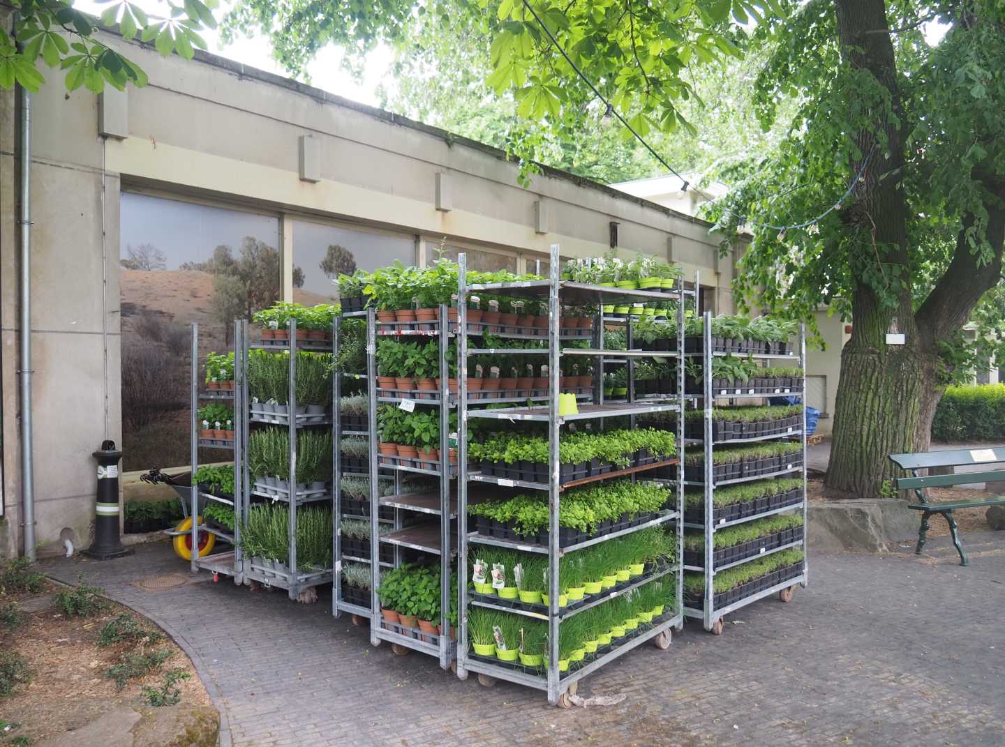 Racks of herb plants for planting in the zoo, 2022-05-26