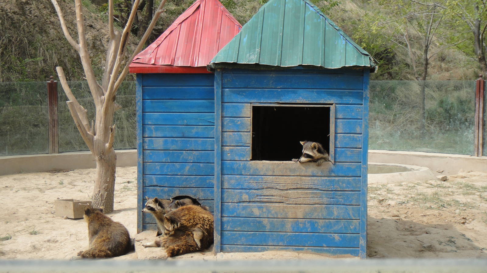 Racoon at Qinghai-Tibet Plateau Wildlife zoo 2014-5-15