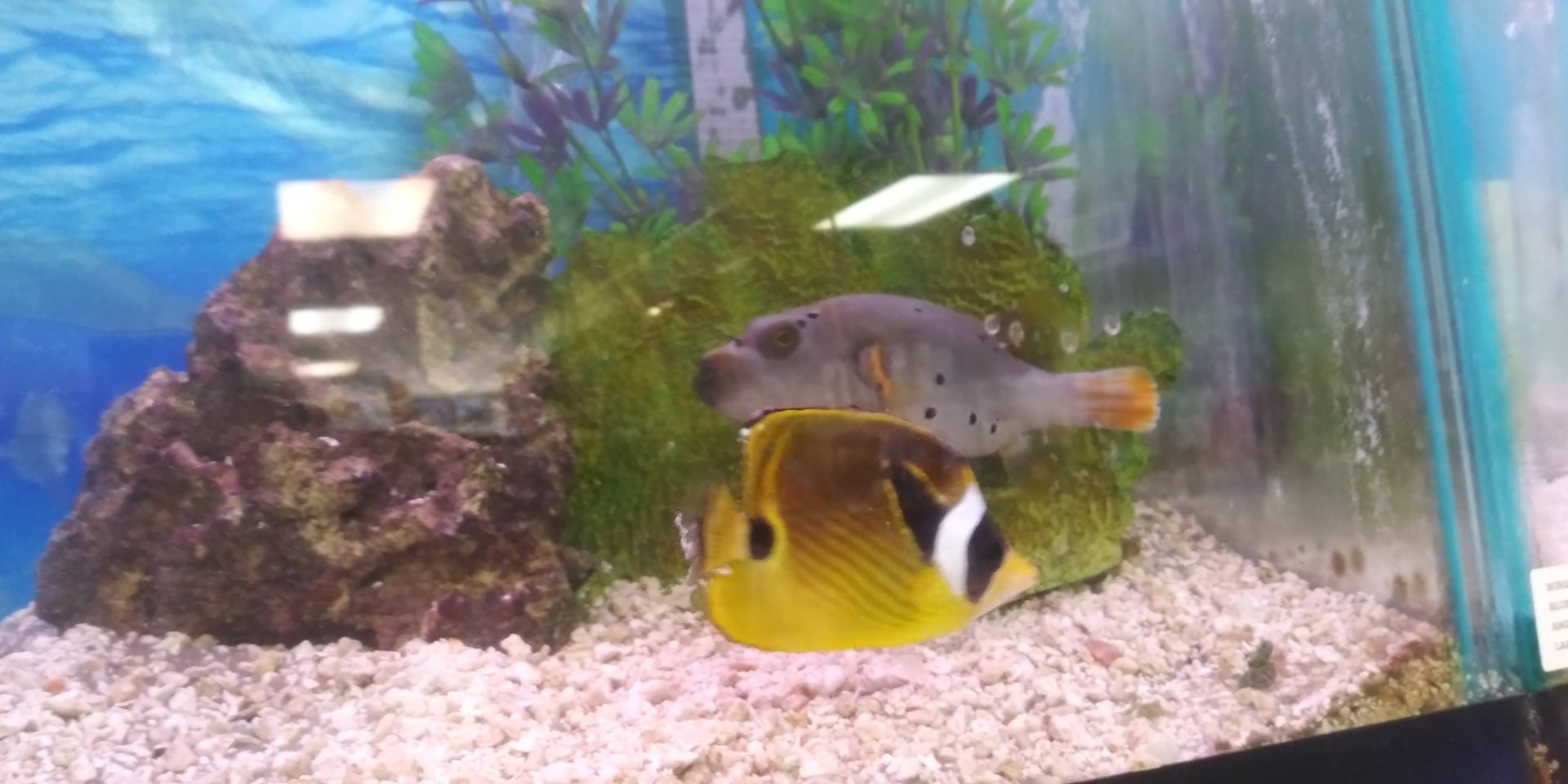 Racoon Butterfly Fish and Blackspotted Puffer