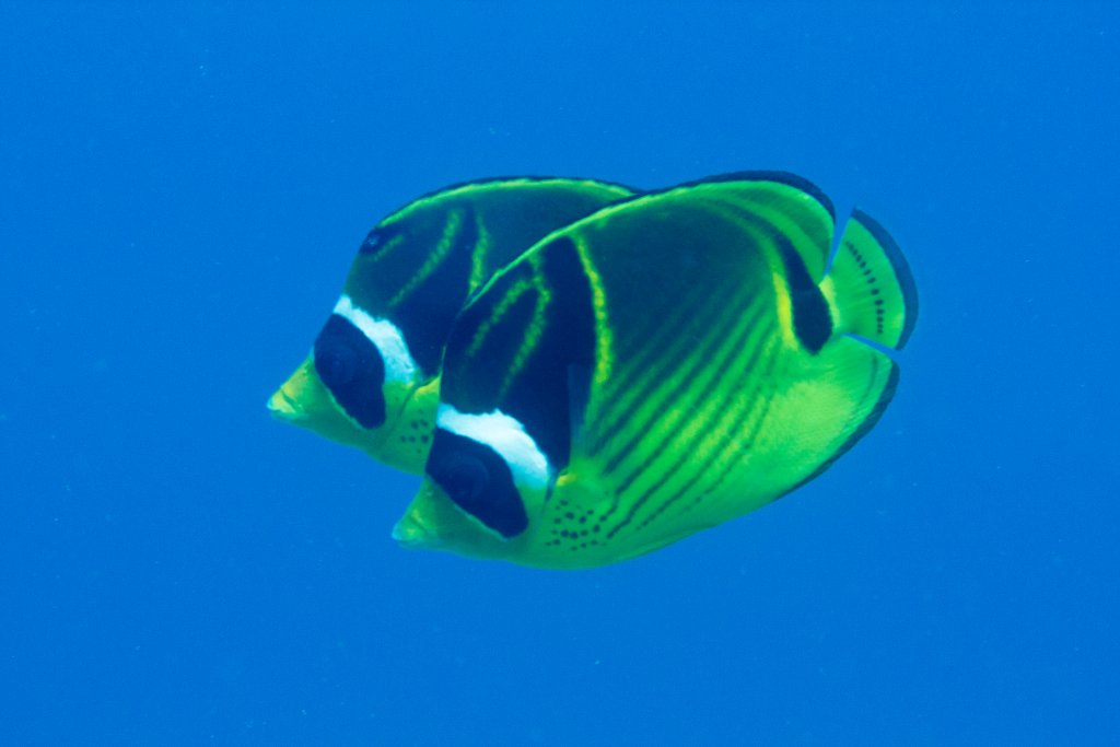 Racoon Butterflyfish