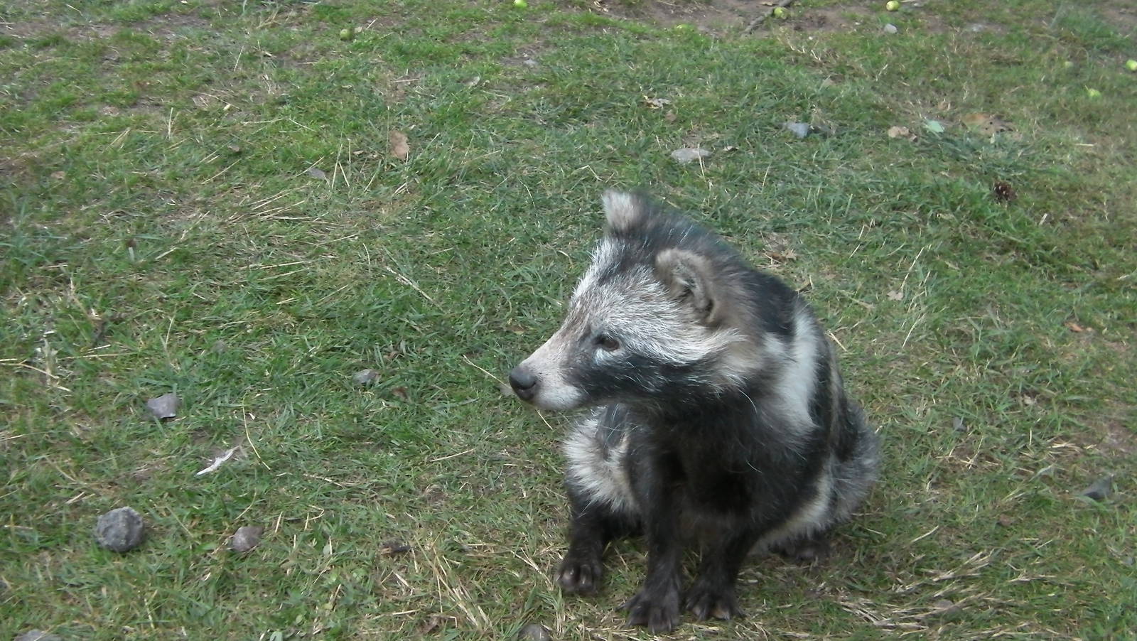 Racoon Dog - 19.08.2011