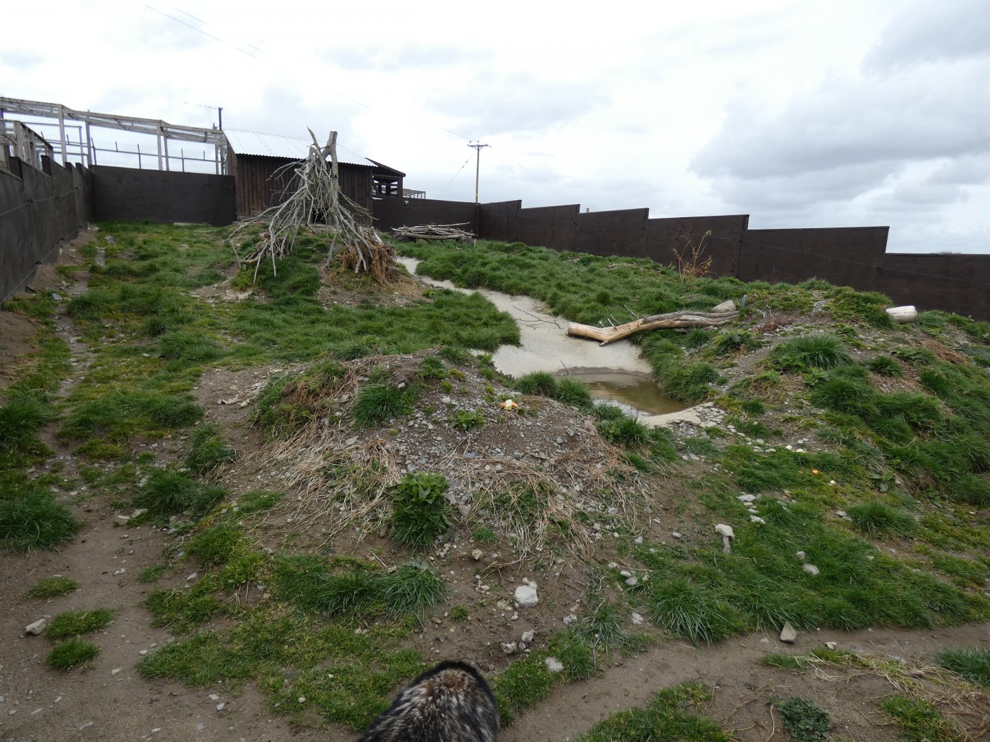 Racoon Dog Enclosure