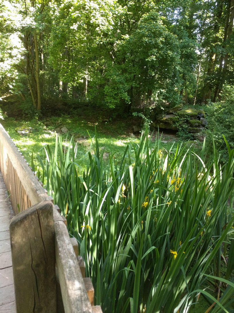 Racoon Dog Enclosure