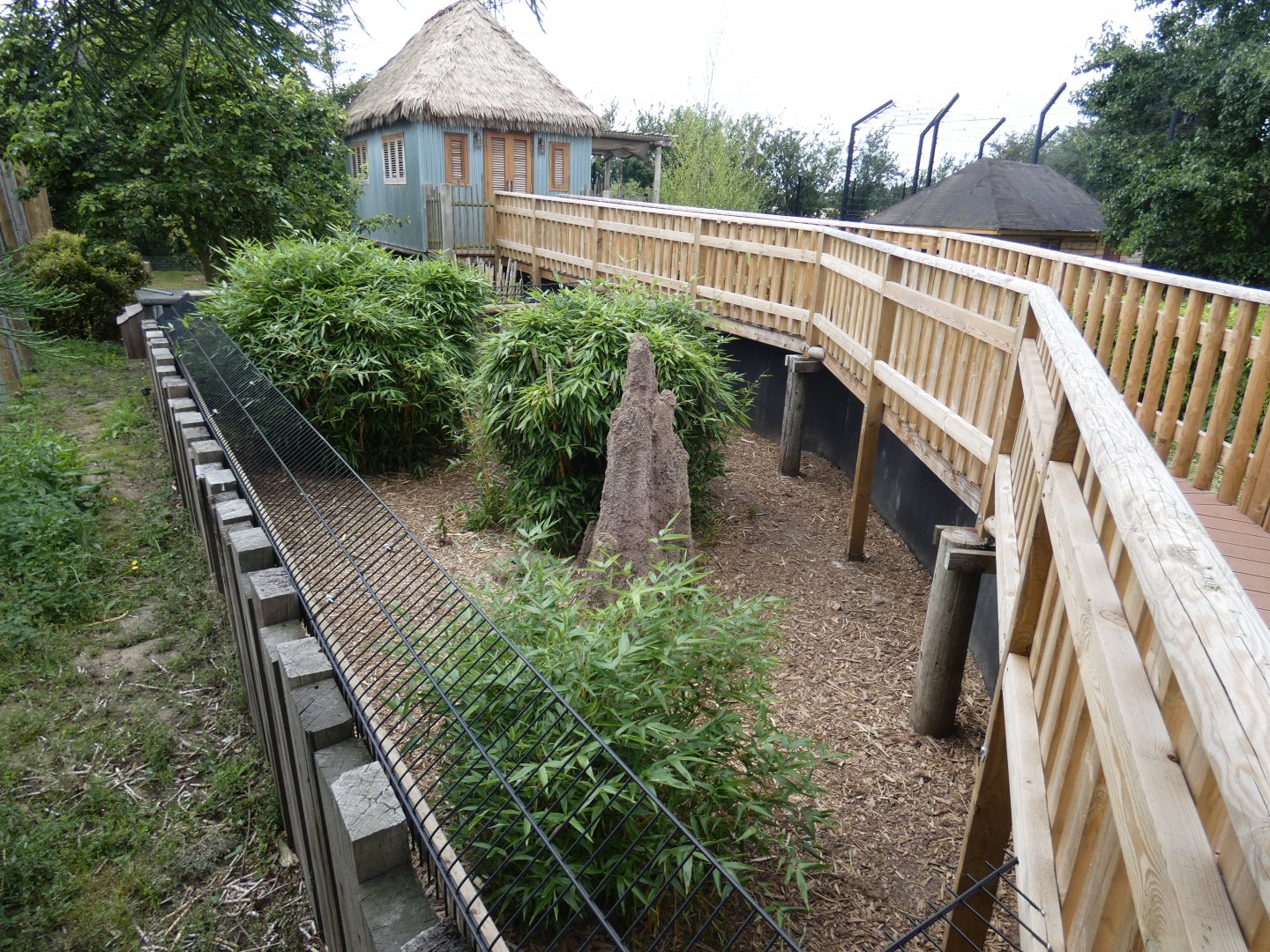 Racoon Dog enclosure