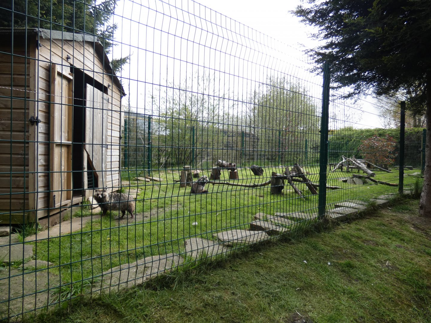 Racoon dog enclosure