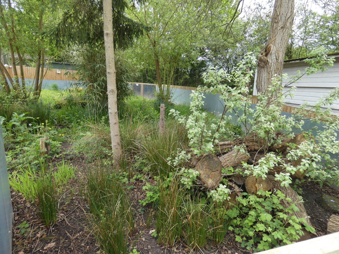 Racoon dog enclosure