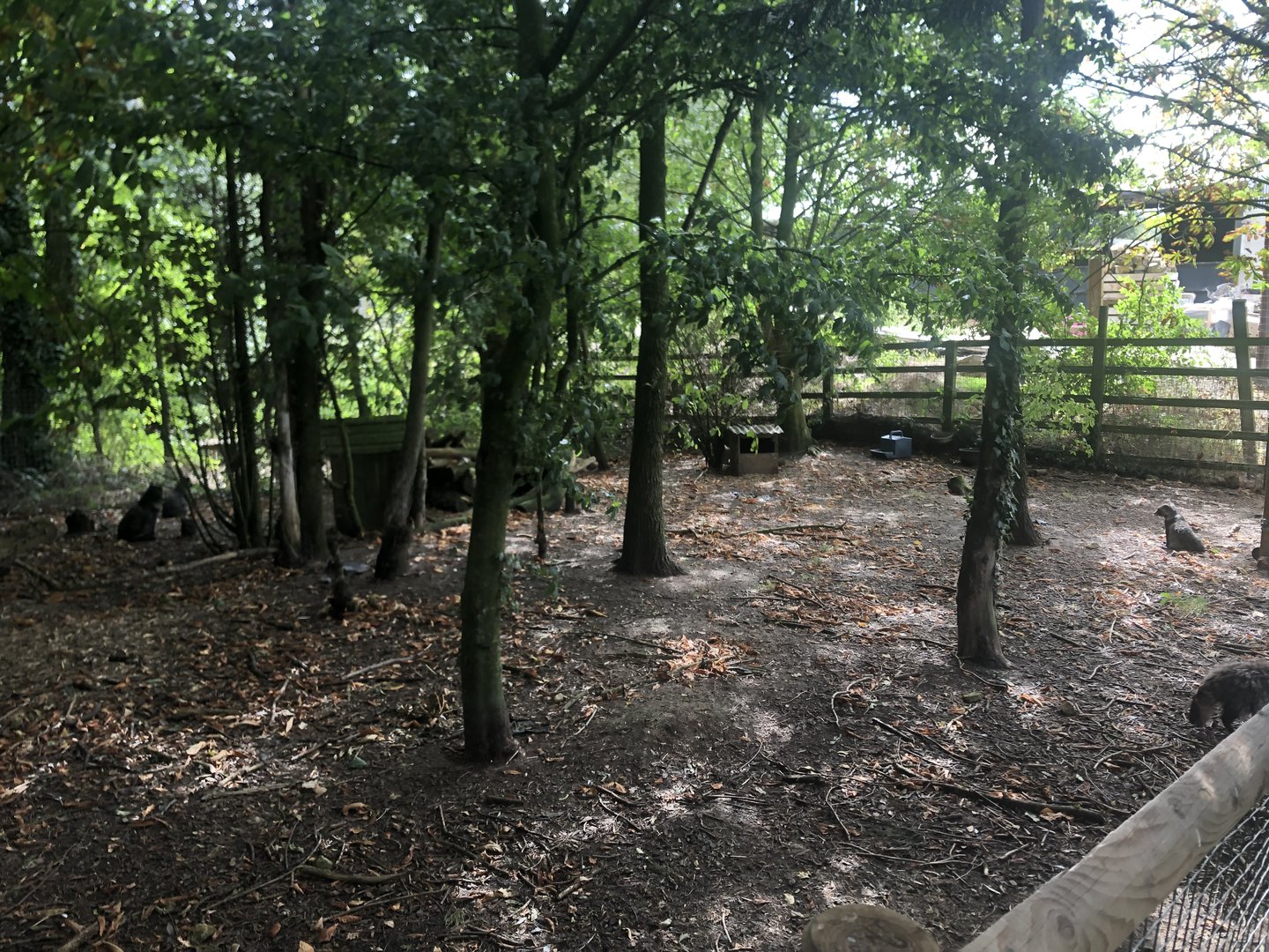 Racoon Dog Enclosure