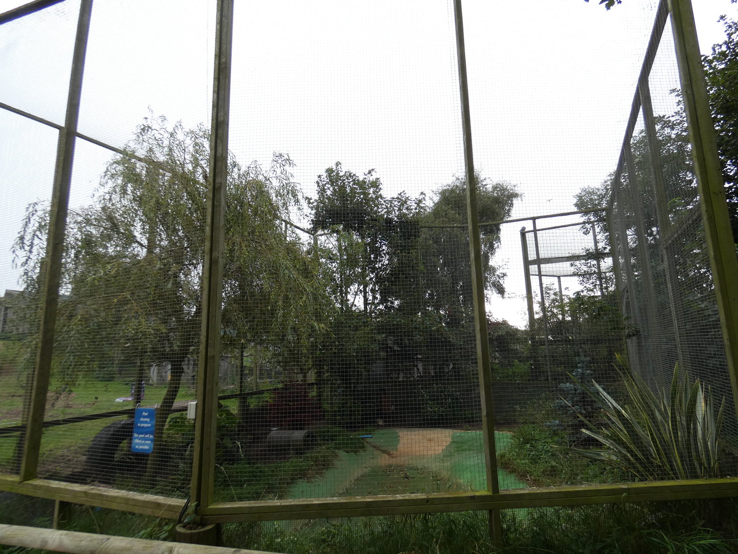 Racoon dog enclosure