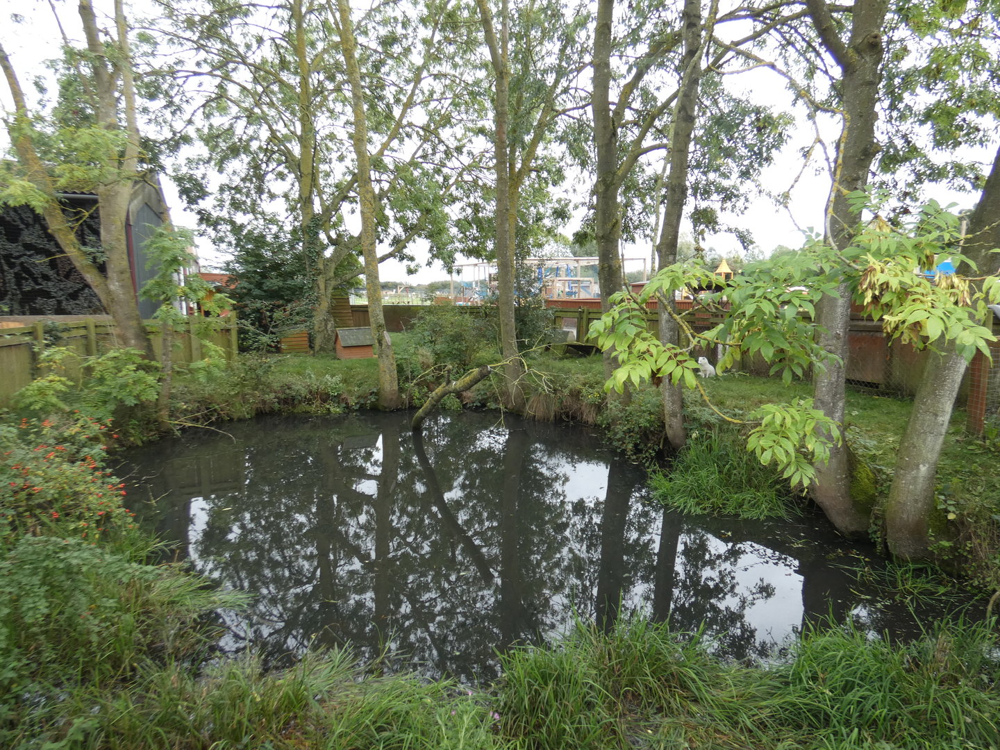 Racoon dog enclosure