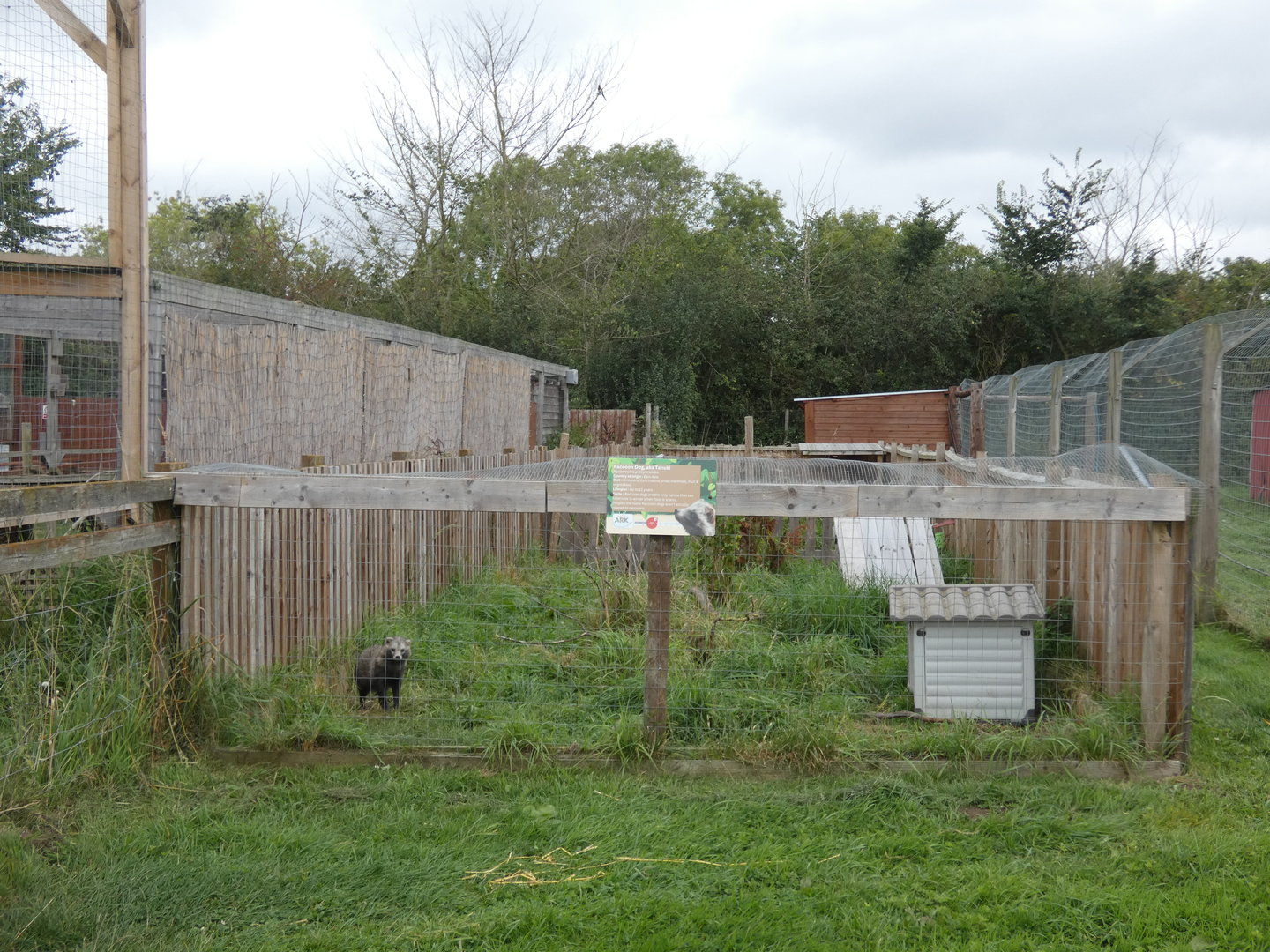 Racoon dog enclosure