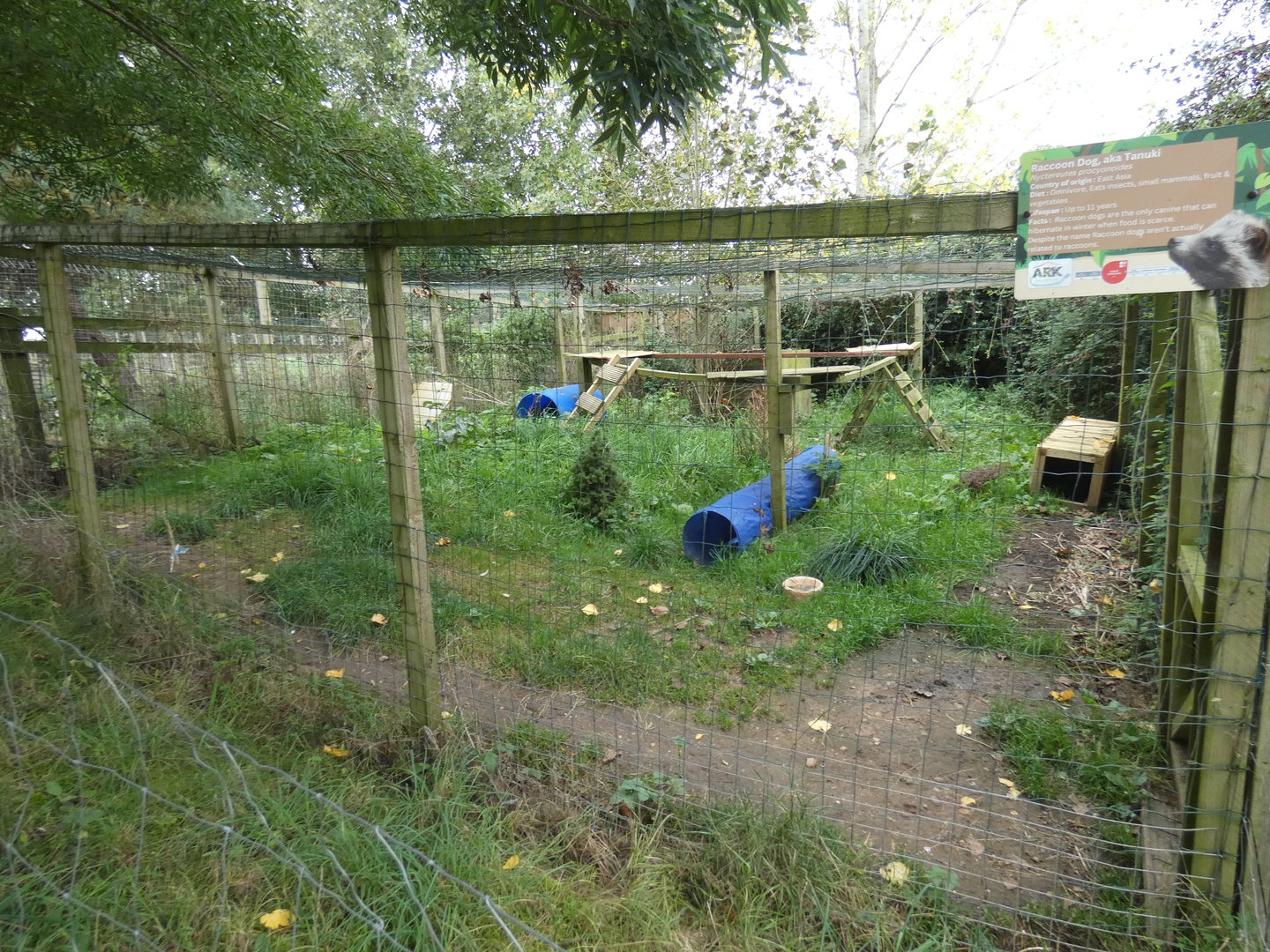 Racoon dog enclosure