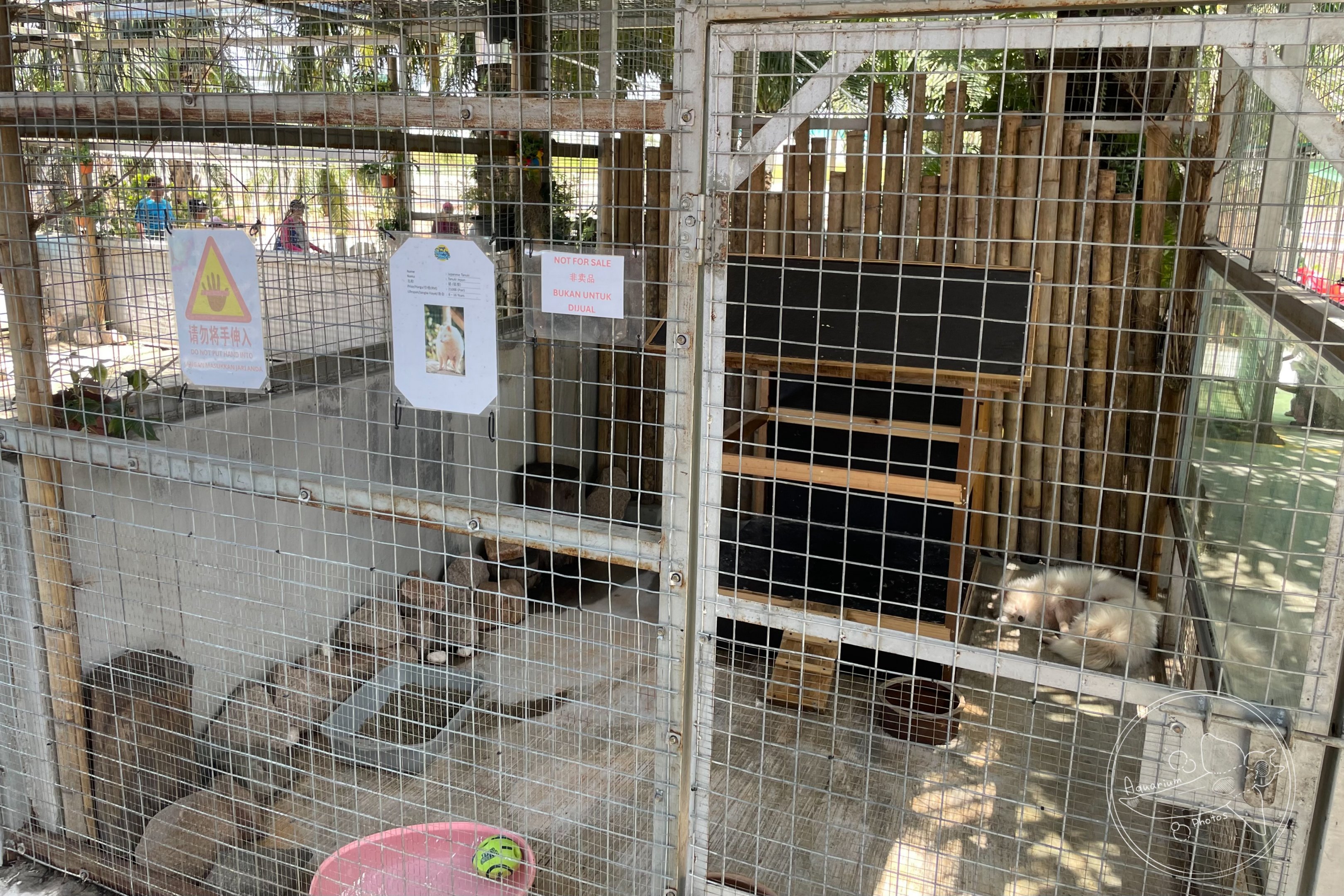 Racoon Dog Enclosure
