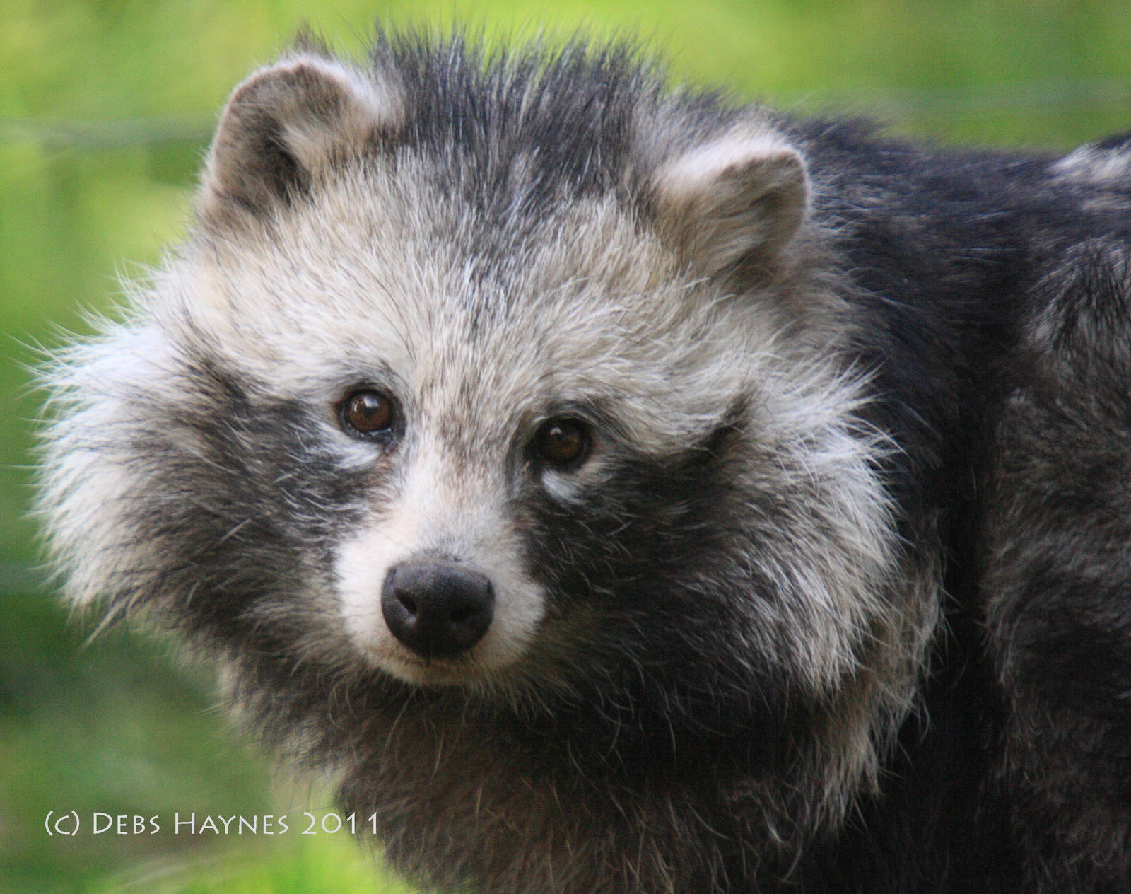 Racoon Dog Female