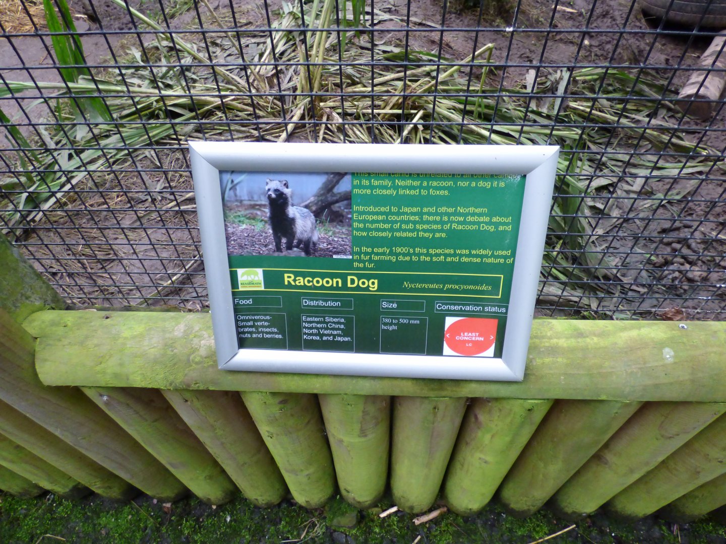 Racoon Dog Signage