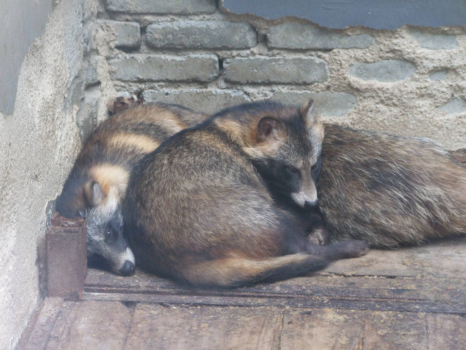 racoon dog