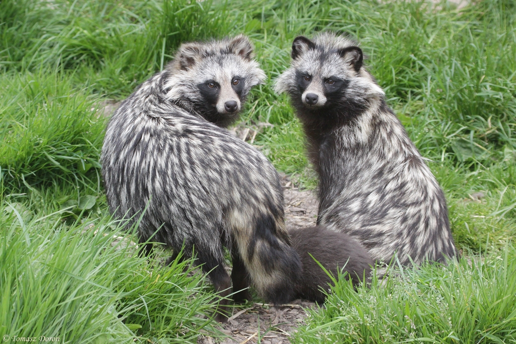 Racoon Dogs (Nyctereutes procyonoides)