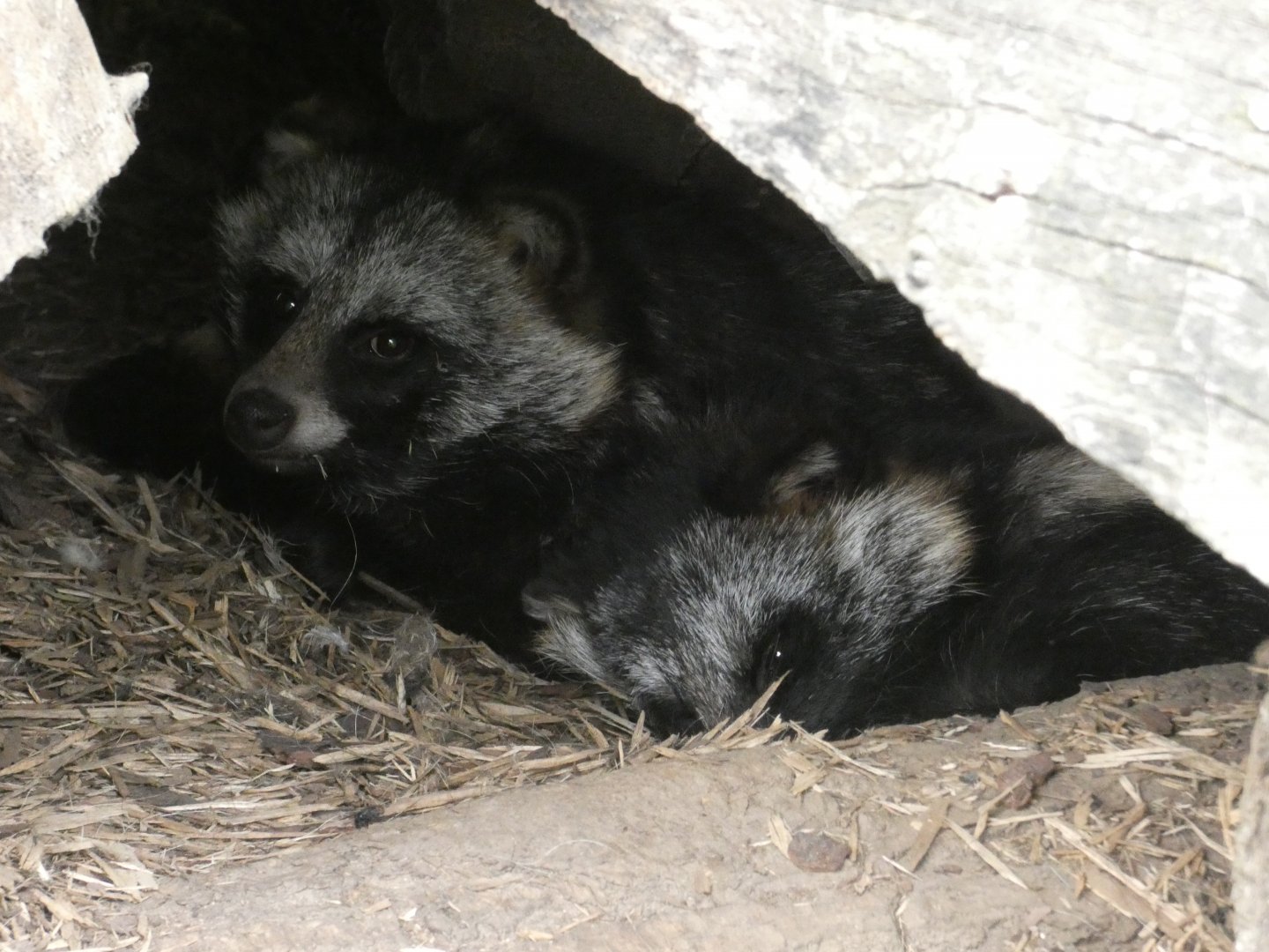 Racoon dogs