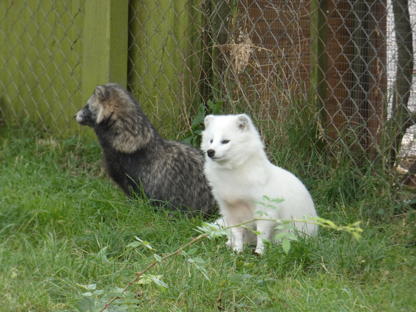 Racoon dogs