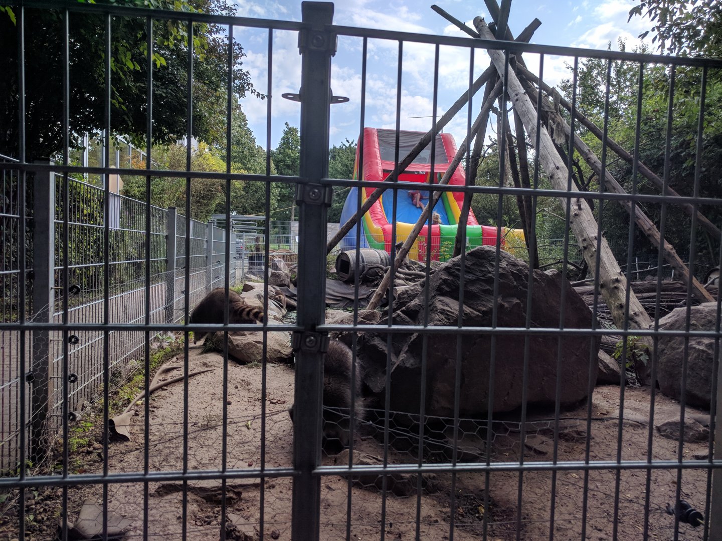 Racoon Enclosure