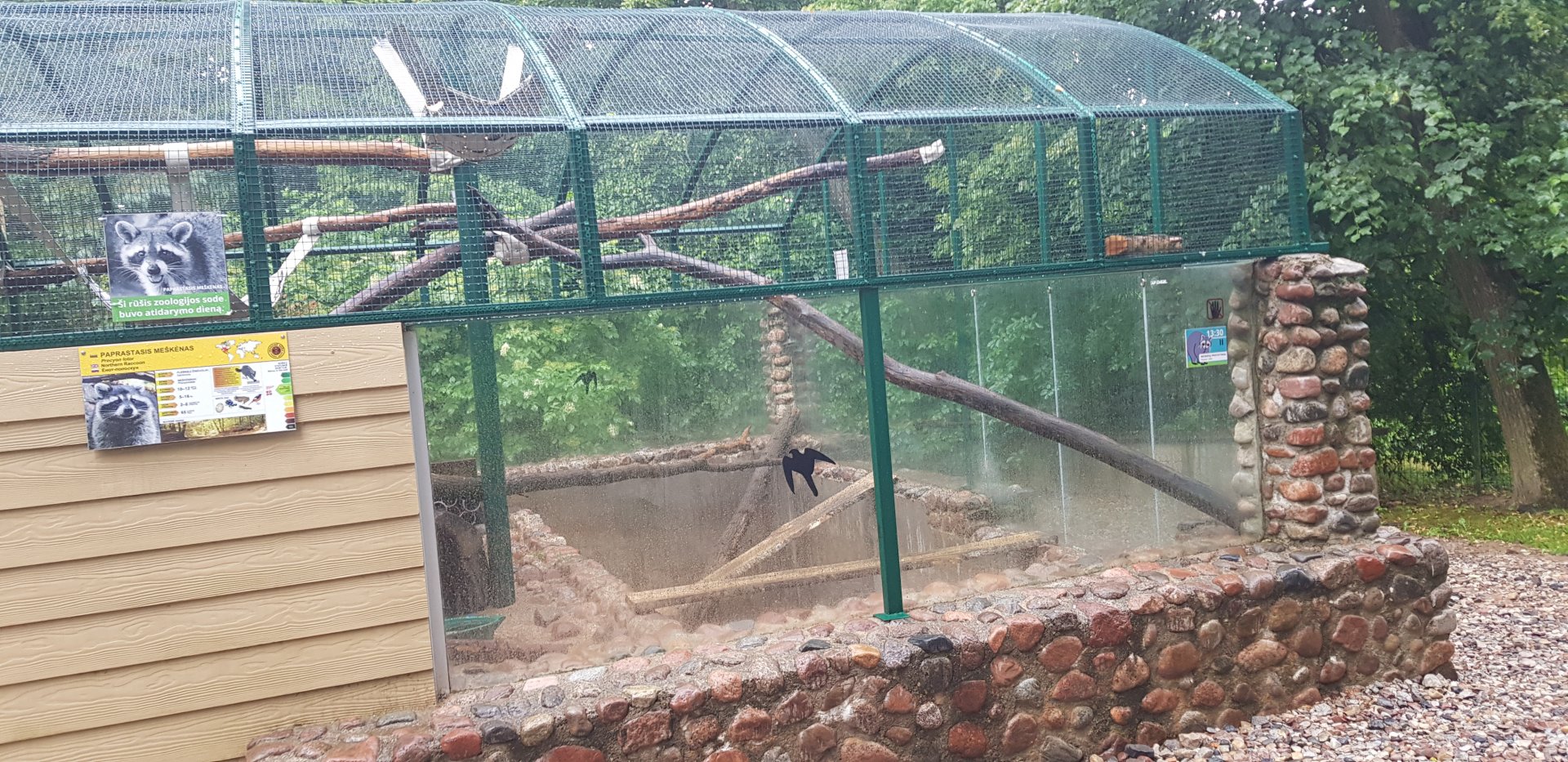 Racoon exhibit