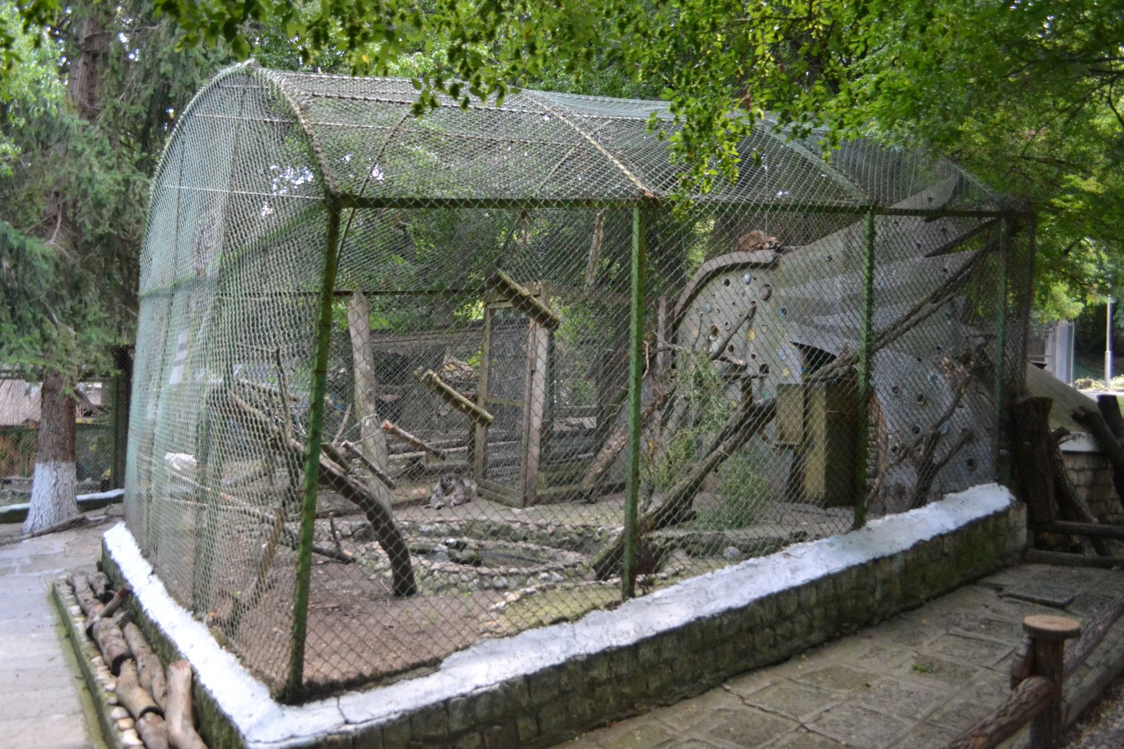 Racoon exhibit