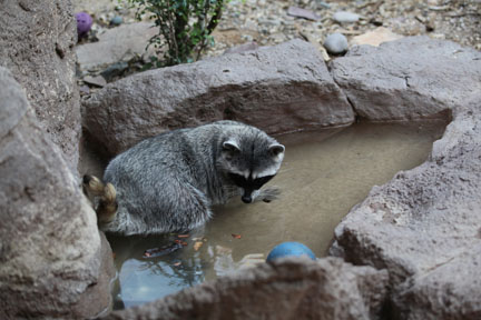 racoon in water