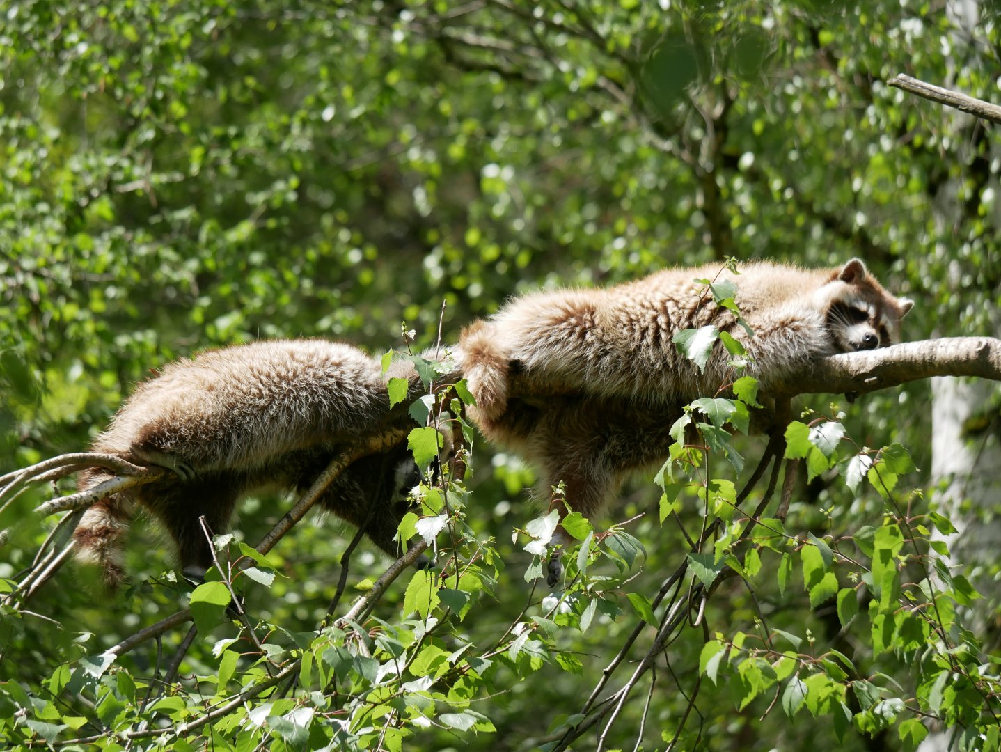 Racoon (Procyon lotor)