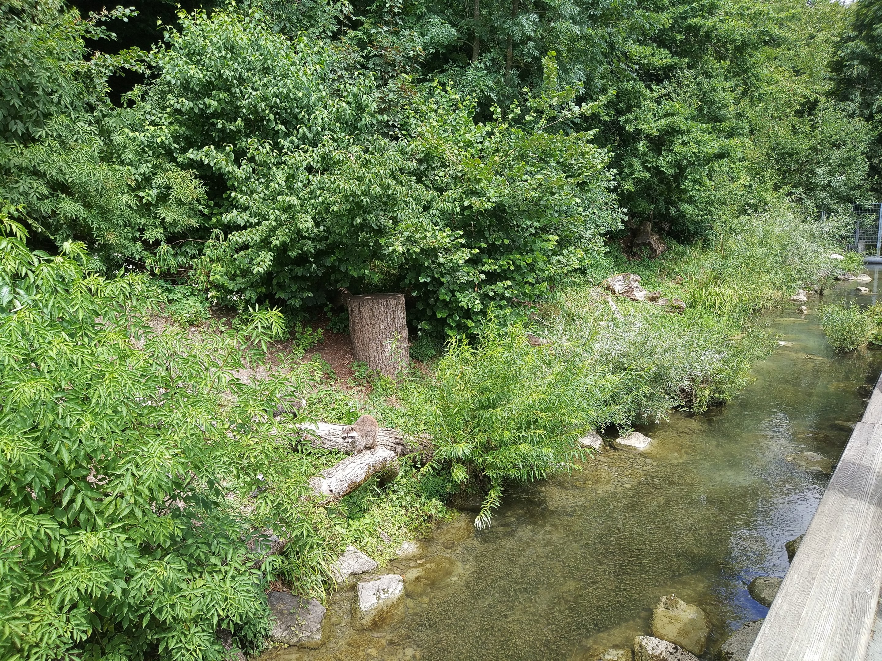 Racoon & Racoon Dog exhibit